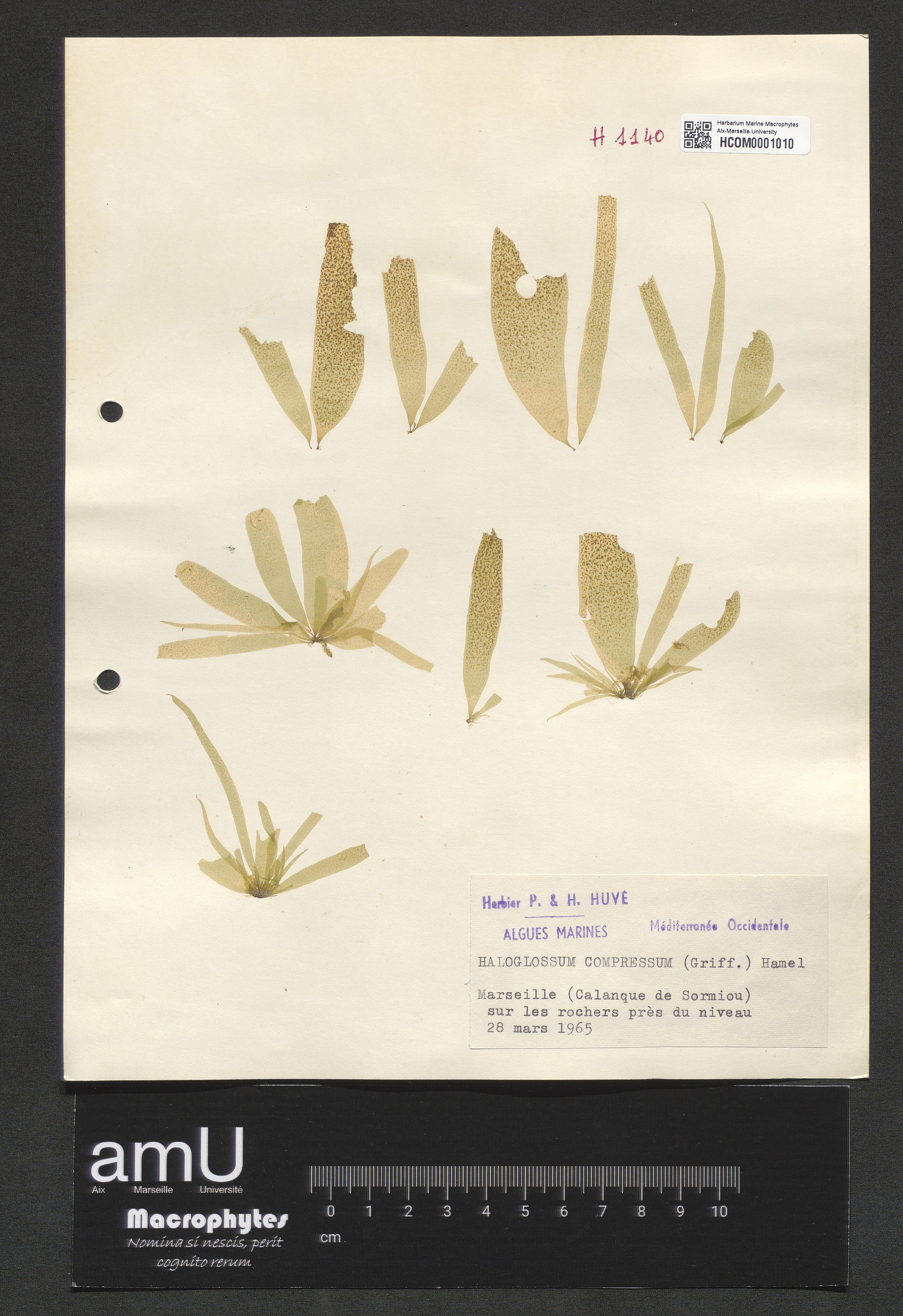 Haloglossum compressum specimen