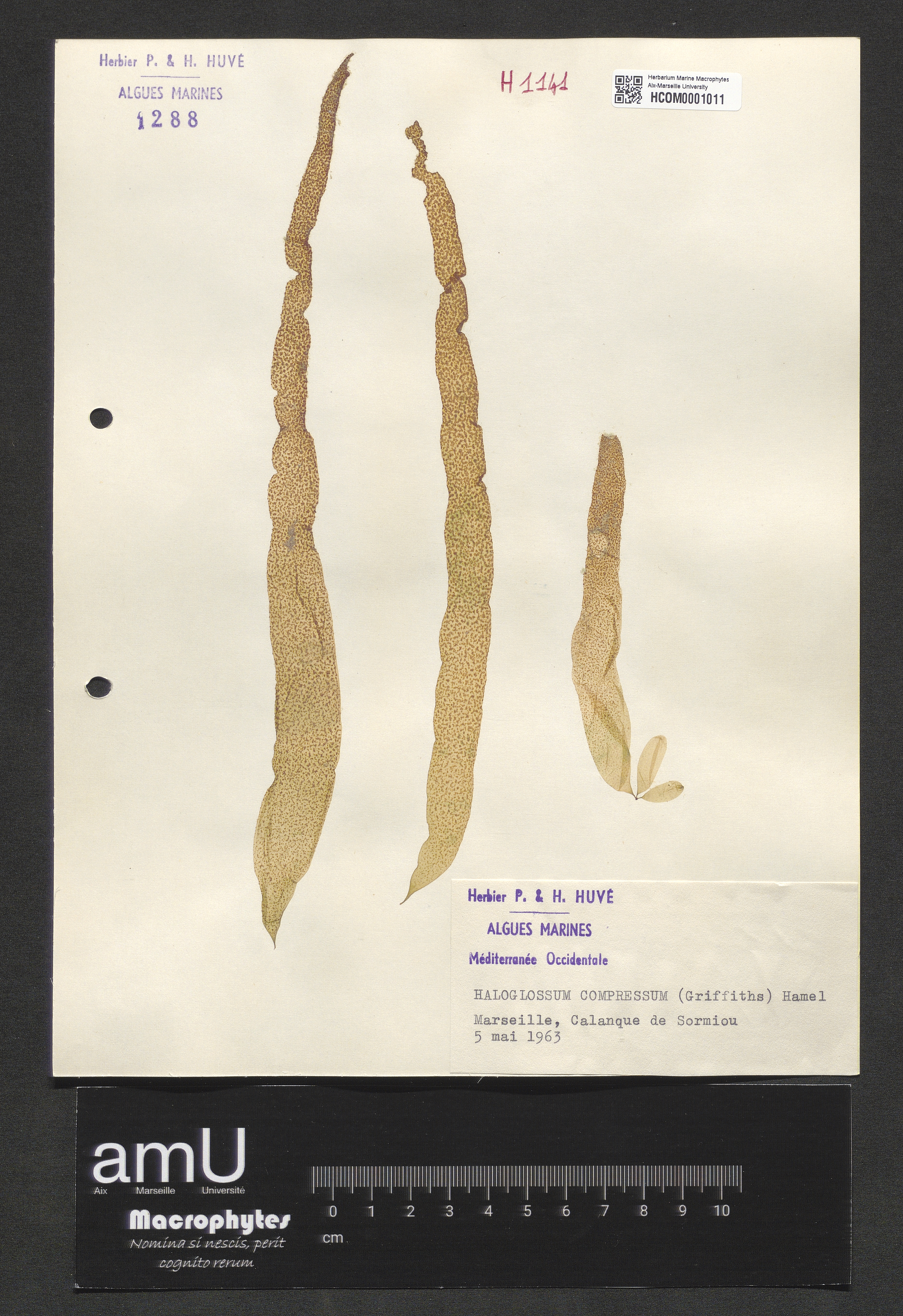 Haloglossum compressum specimen