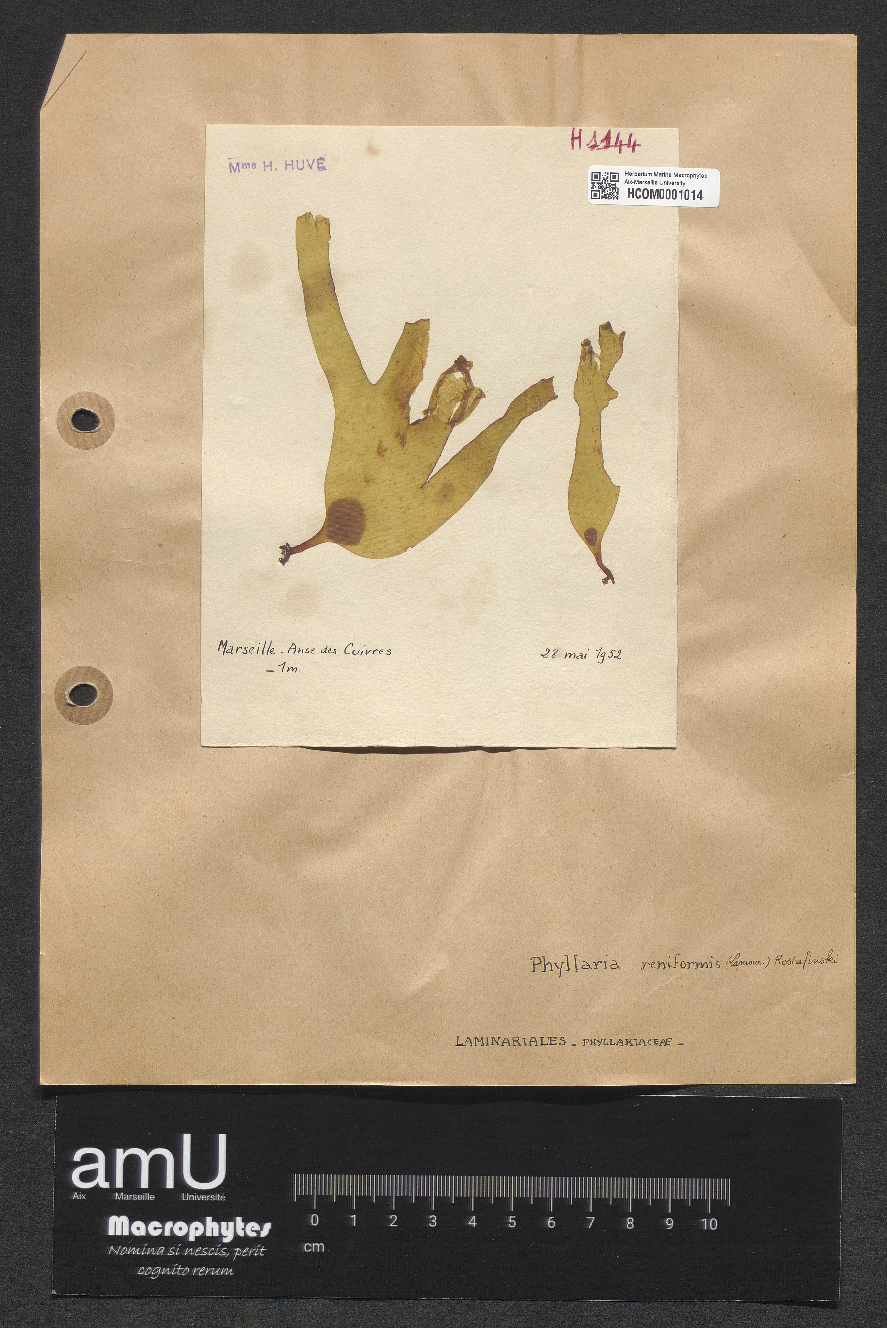 Phyllaria reniformis specimen