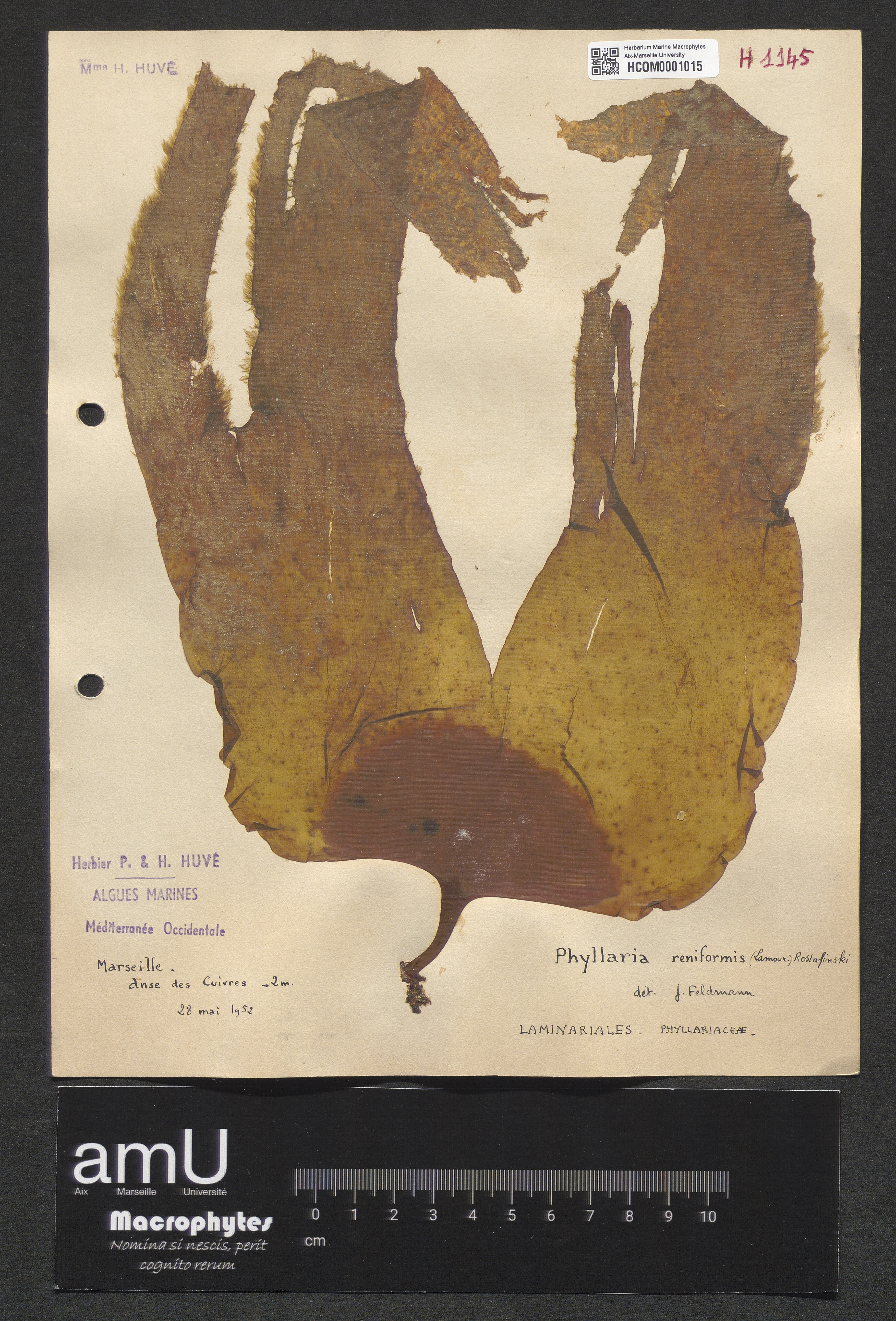 Phyllaria reniformis specimen