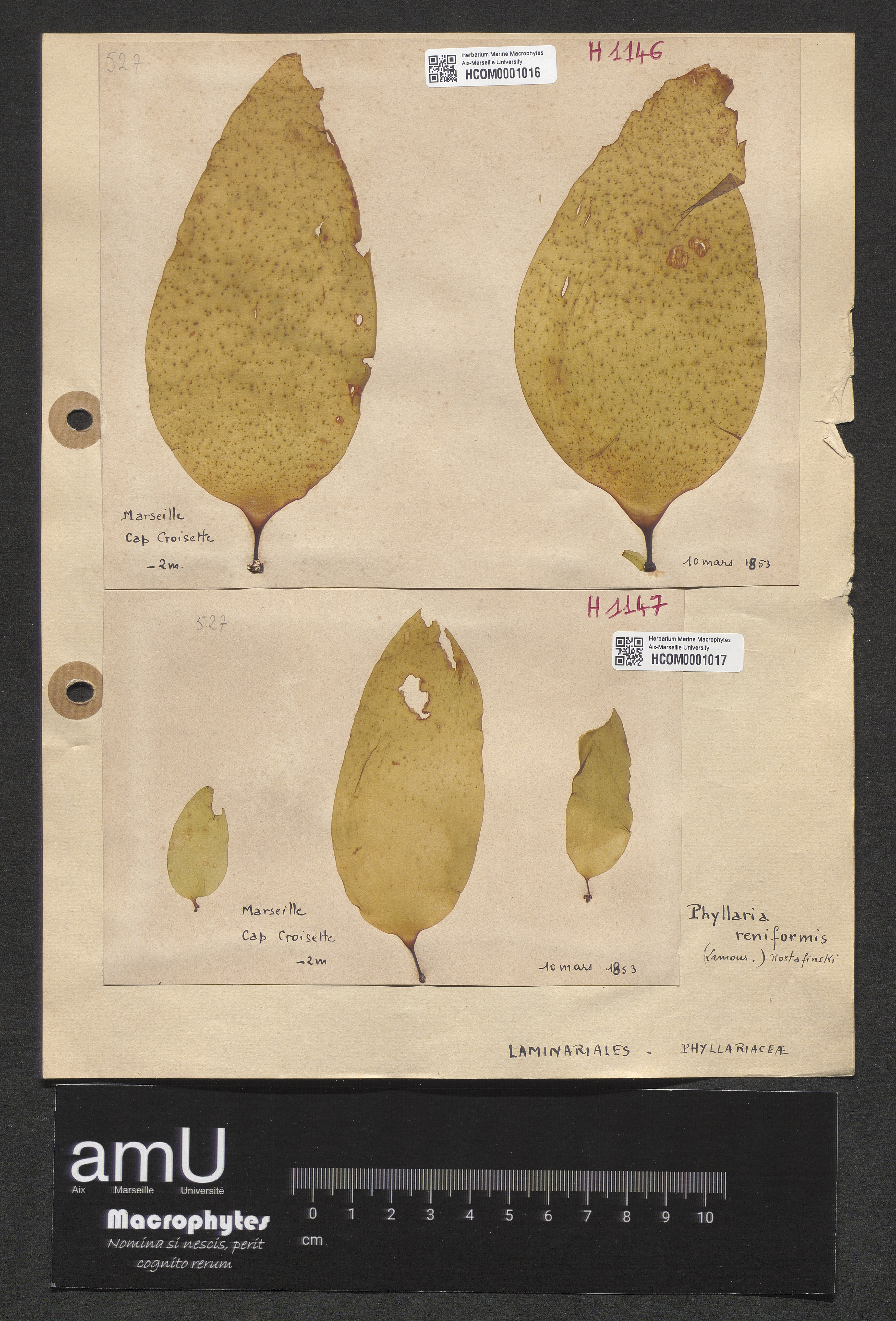 Phyllaria reniformis specimen