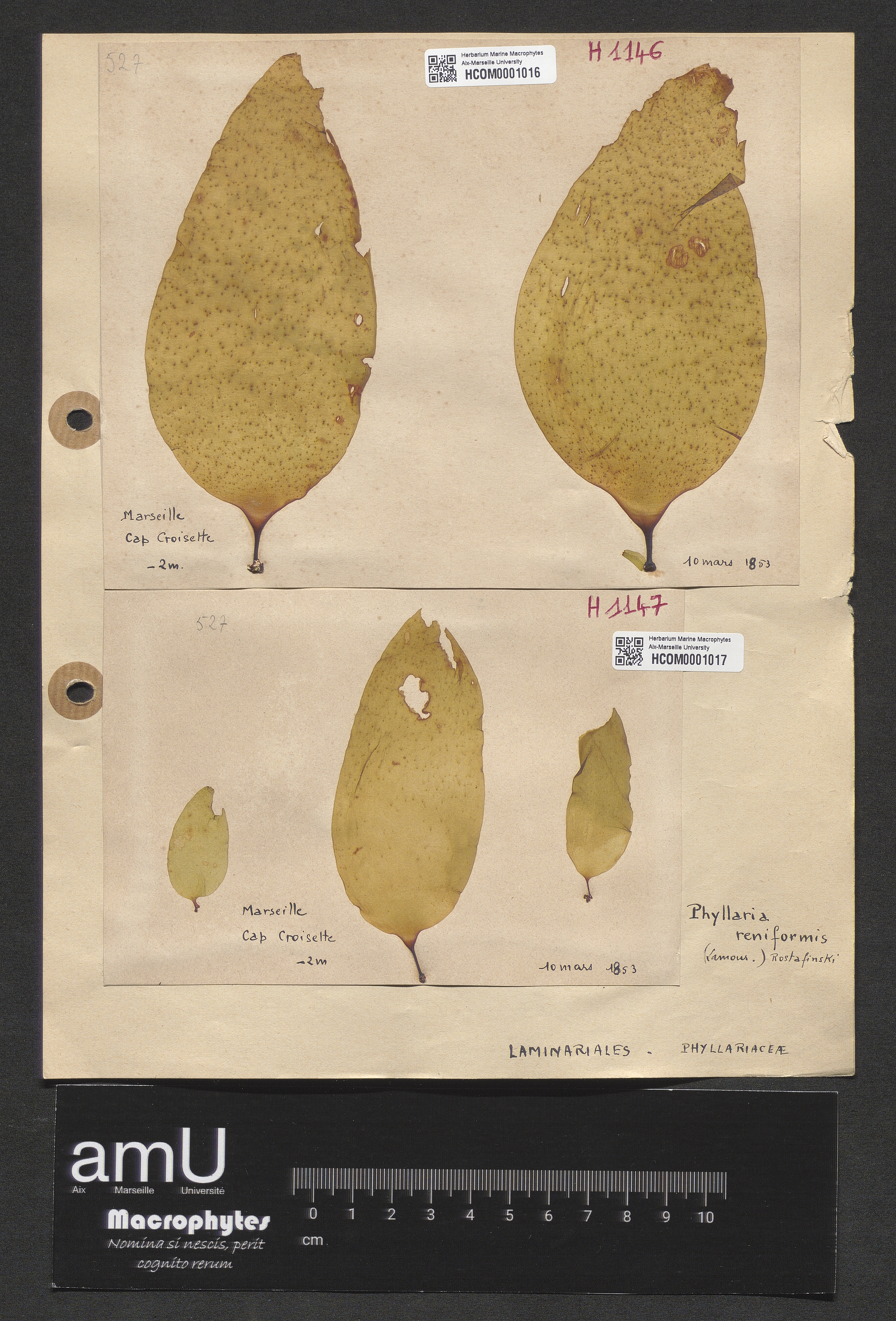 Phyllaria reniformis specimen