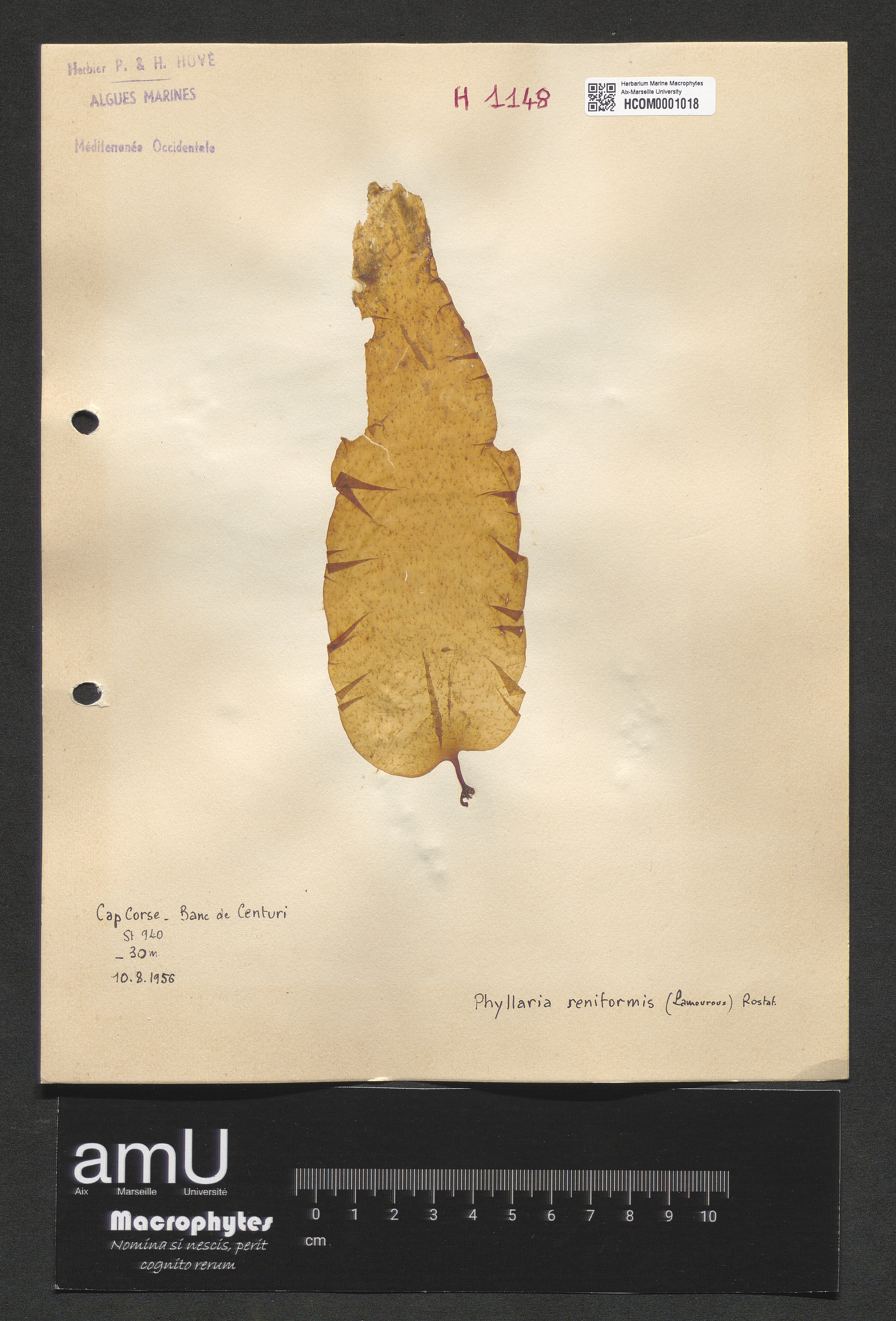 Phyllaria reniformis specimen