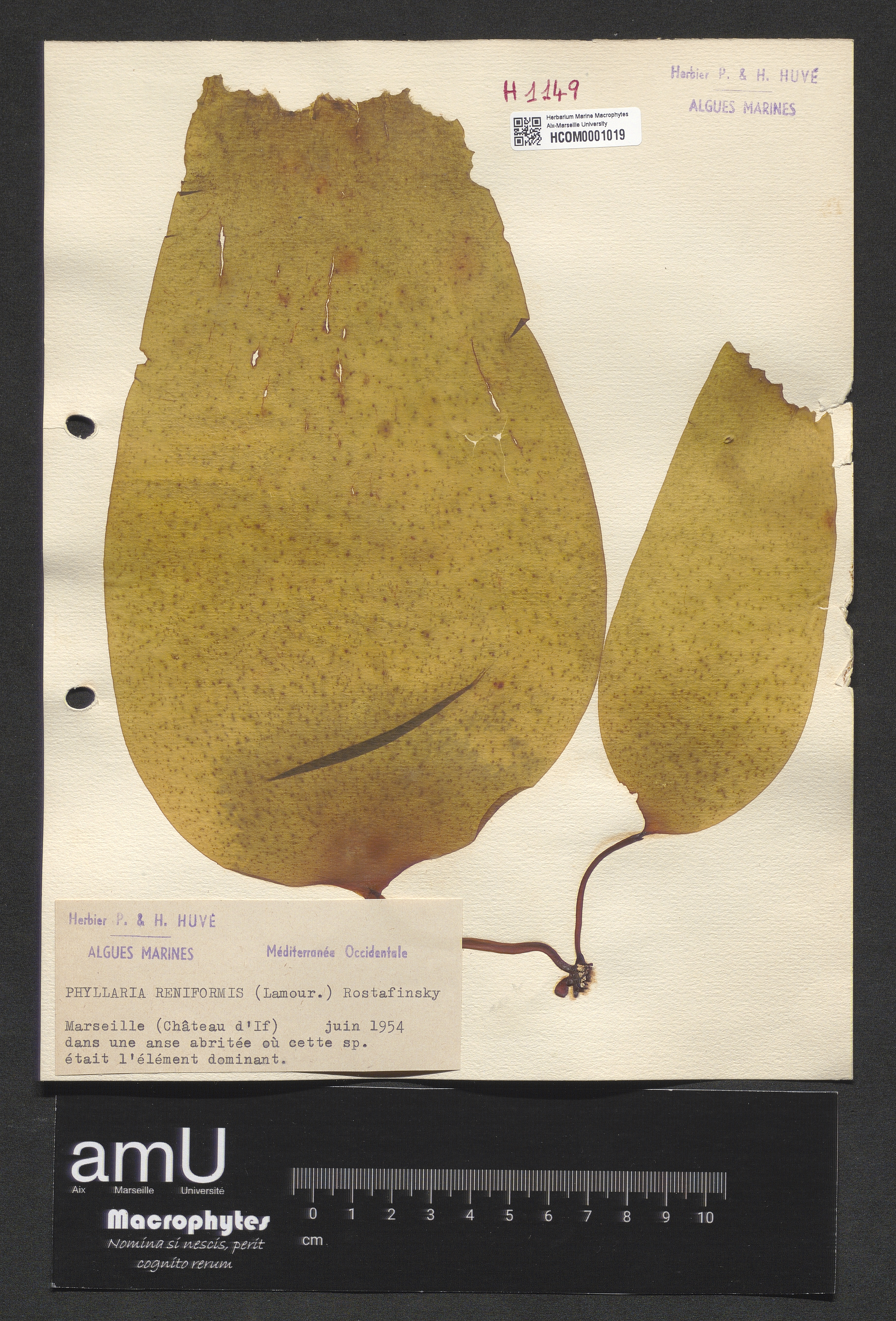 Phyllaria reniformis specimen
