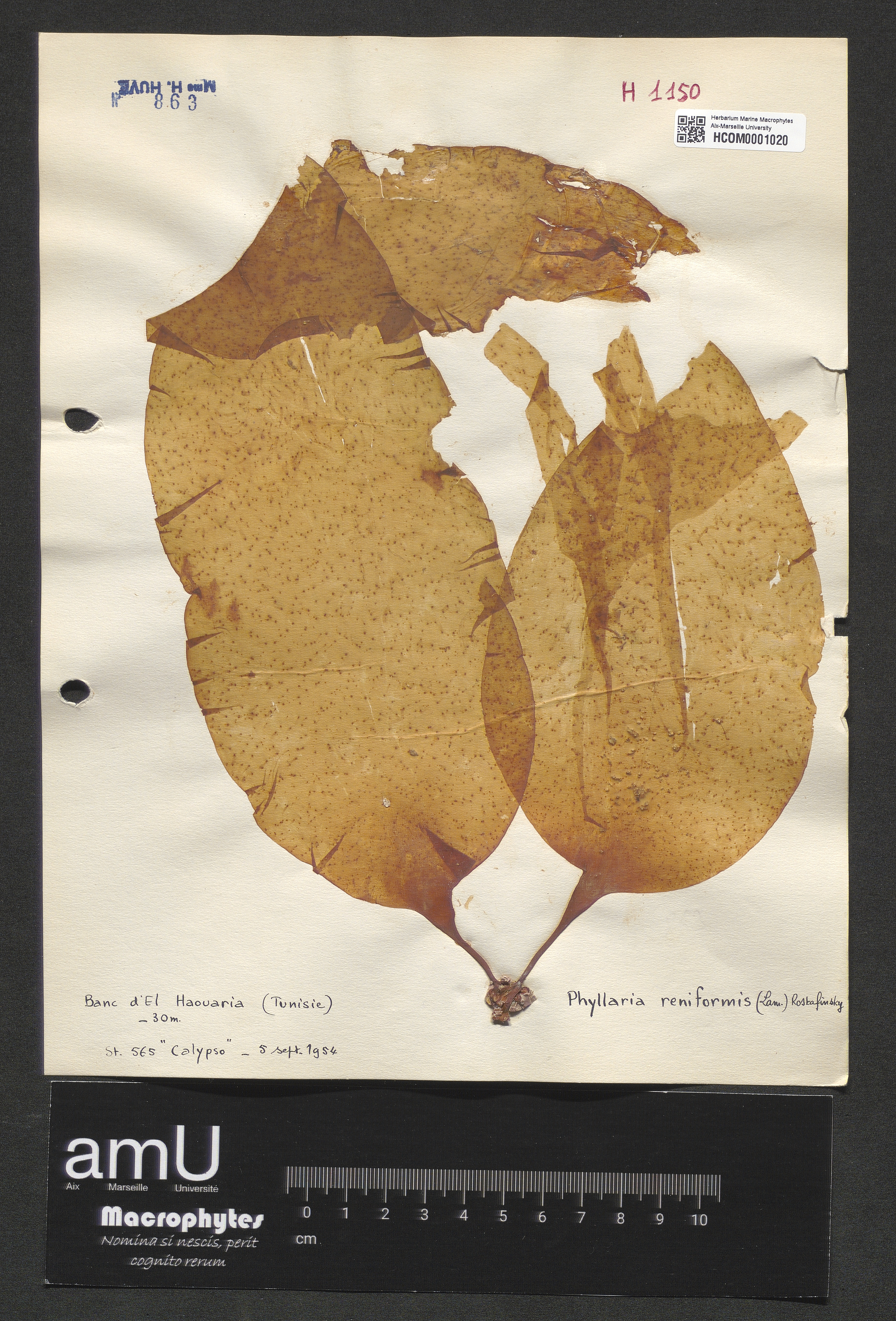 Phyllaria reniformis specimen