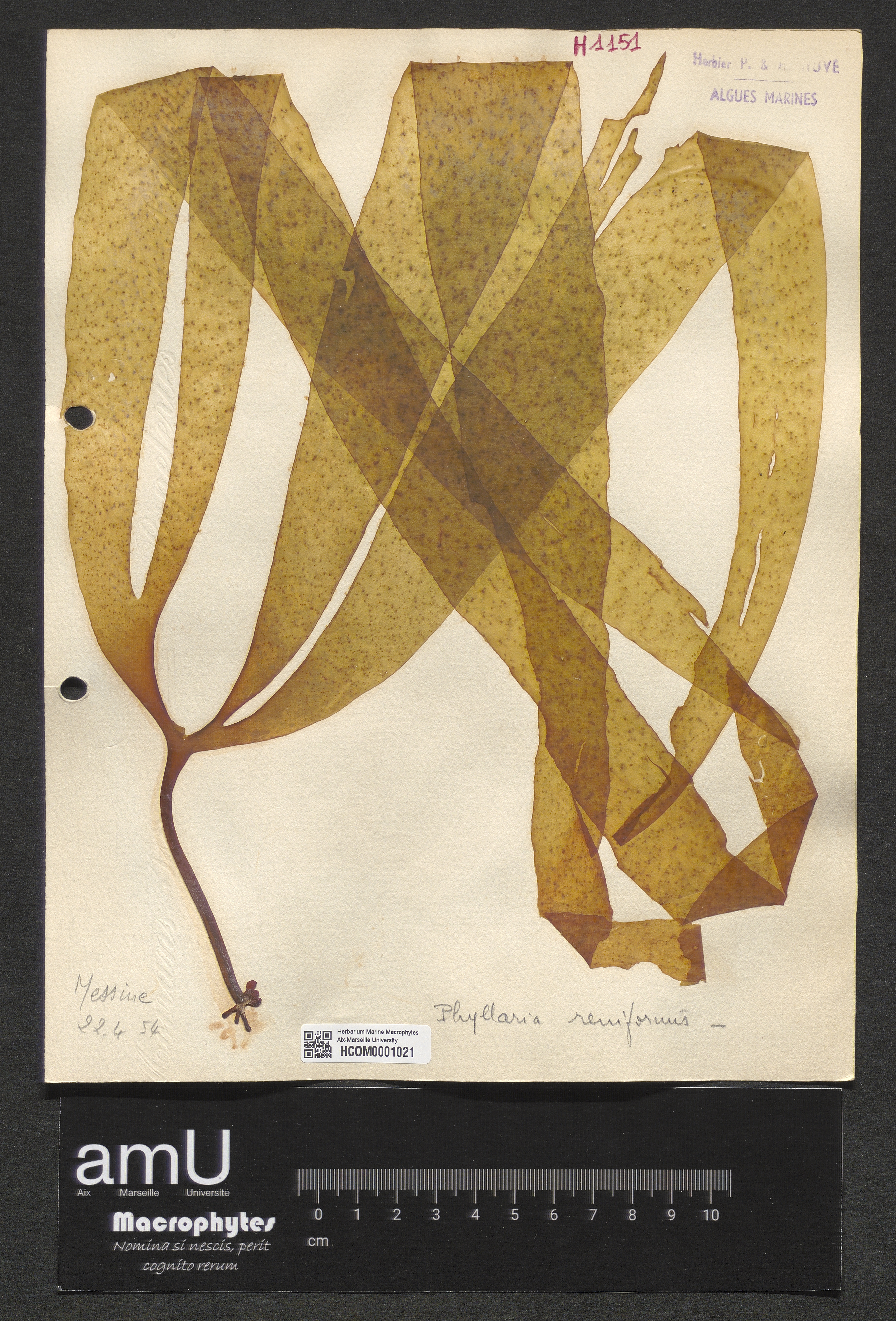 Phyllaria reniformis specimen
