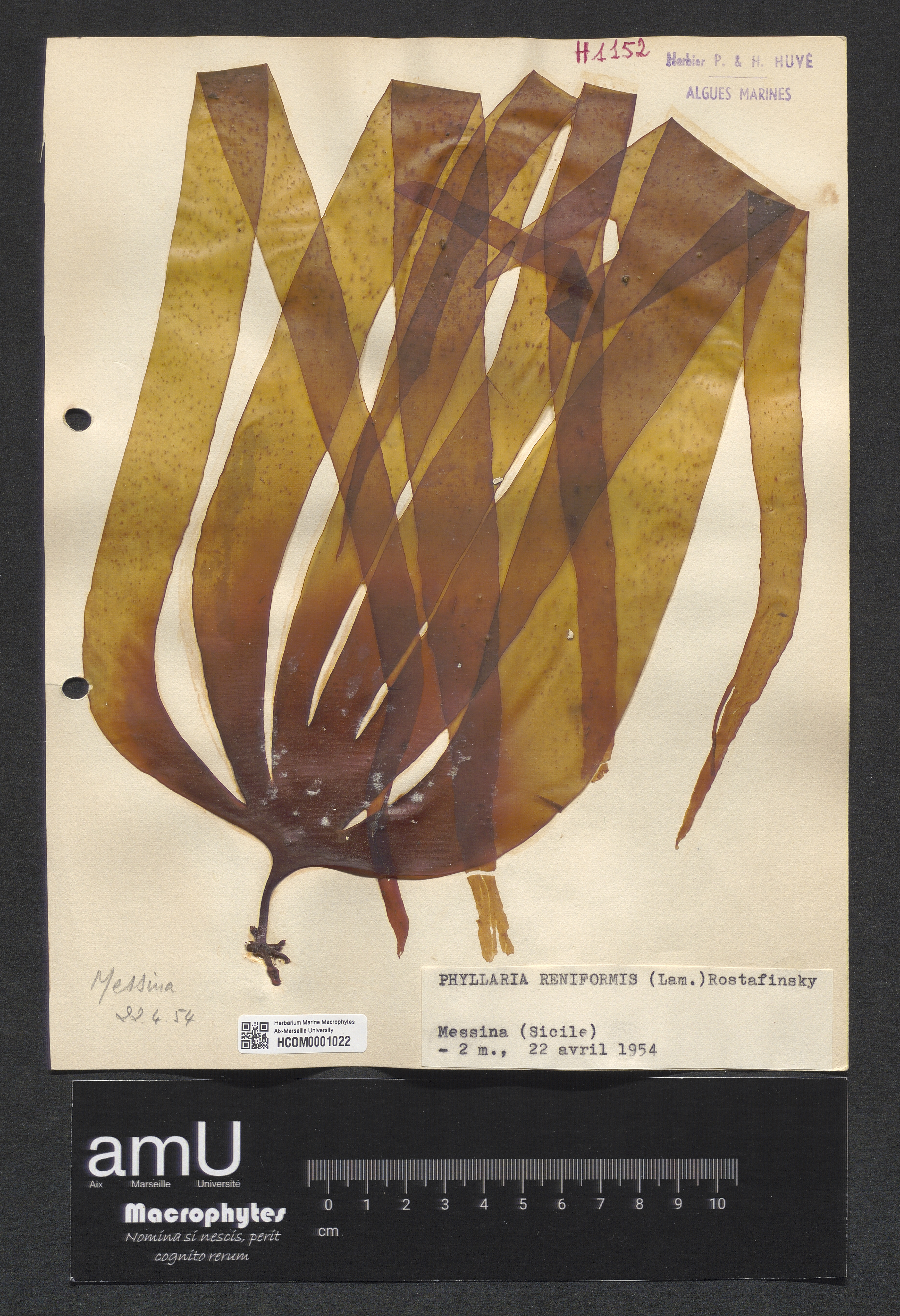 Phyllaria reniformis specimen