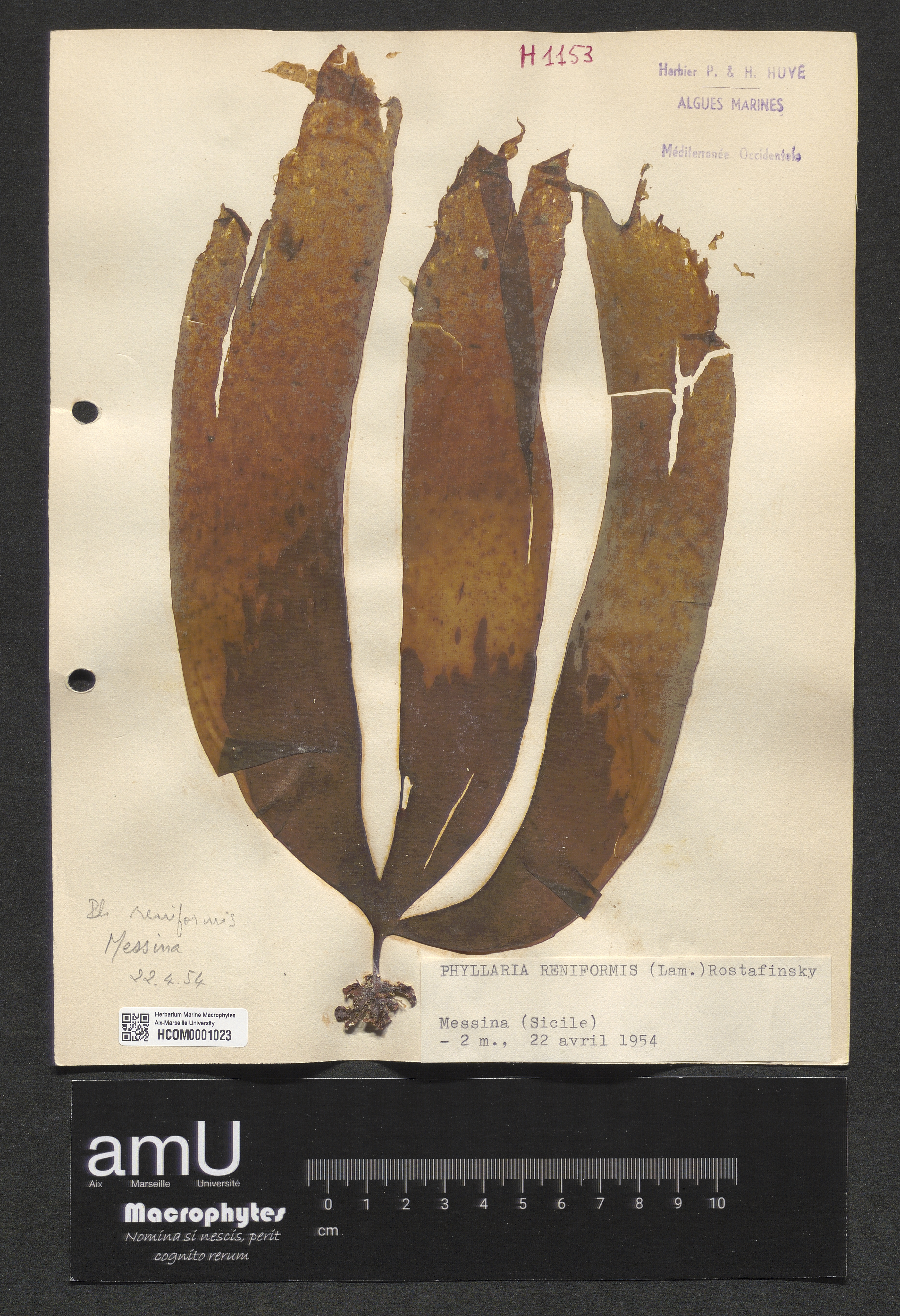 Phyllaria reniformis specimen