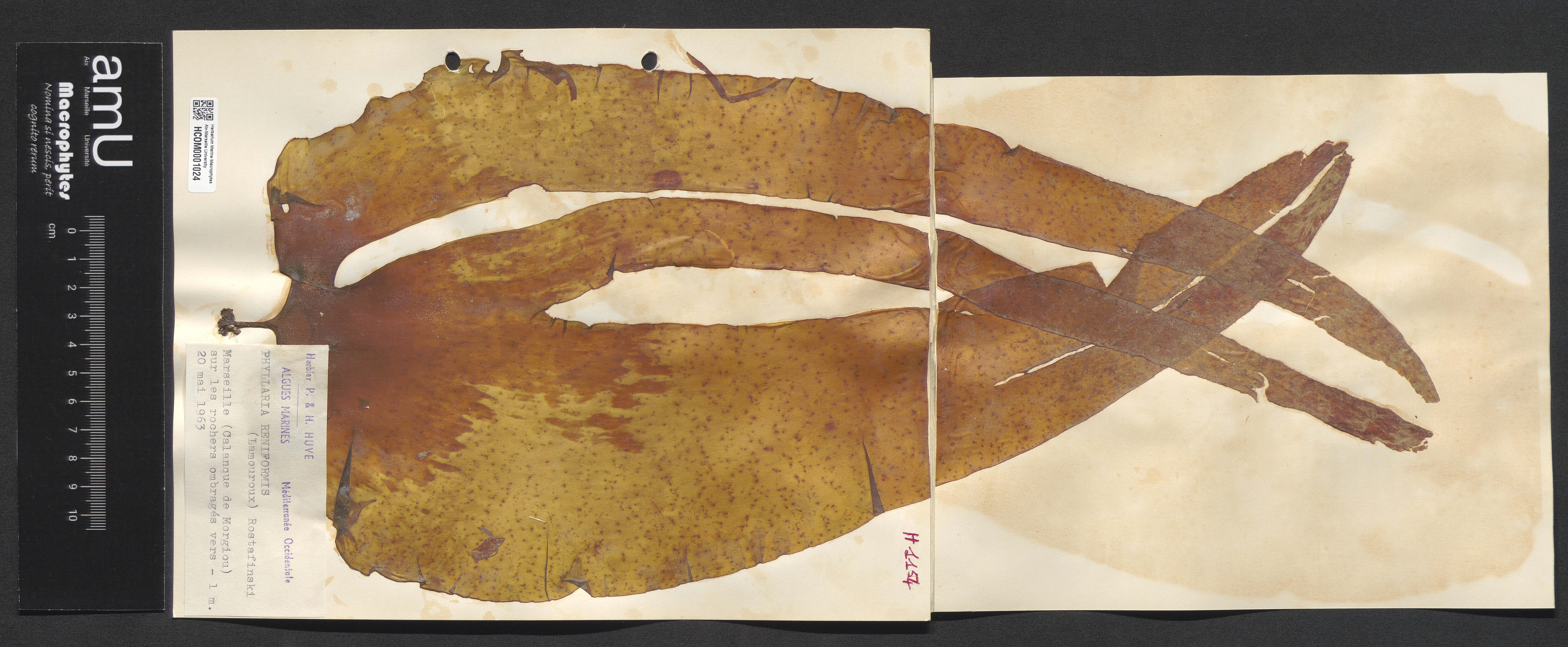 Phyllaria reniformis specimen