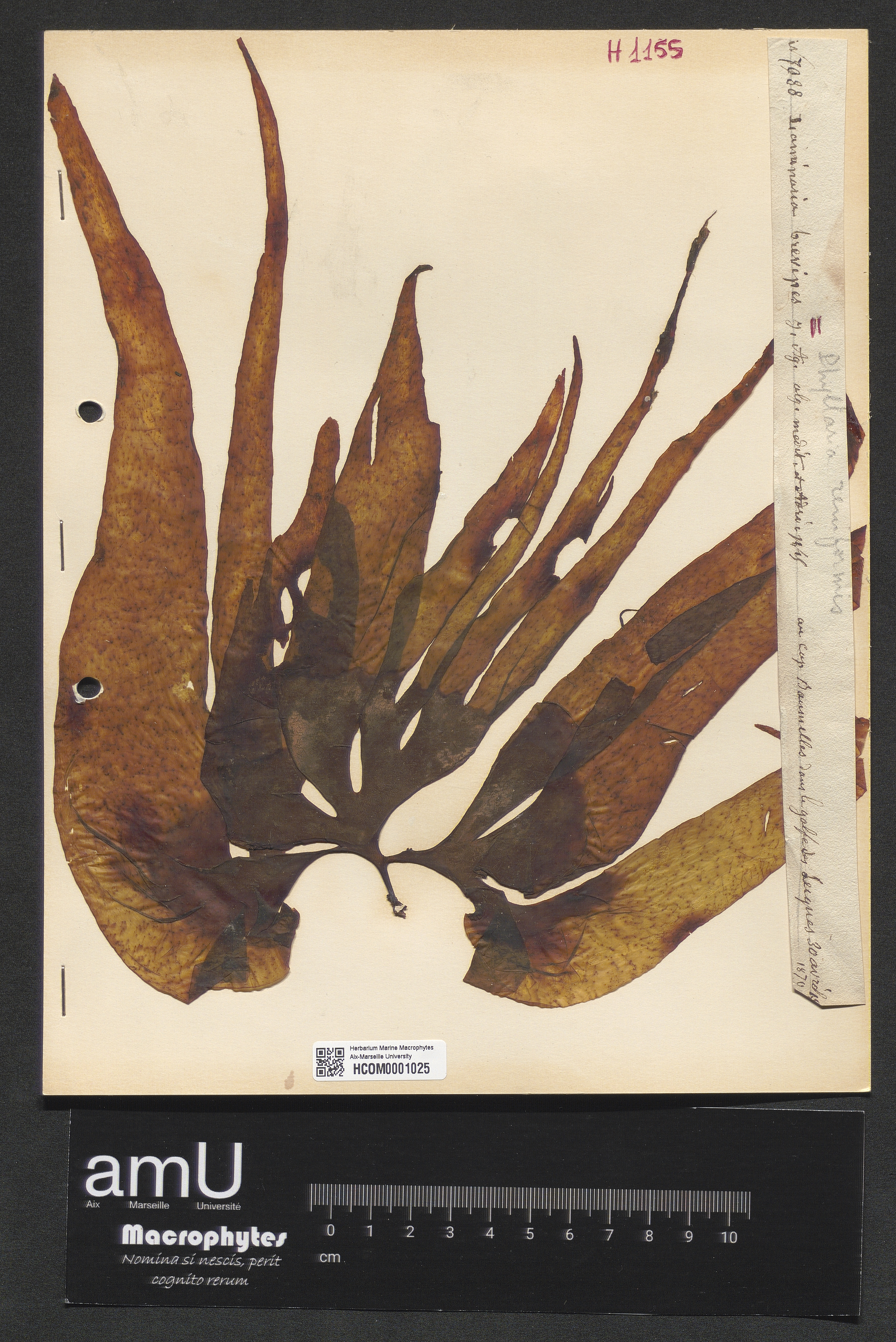 Phyllaria reniformis specimen