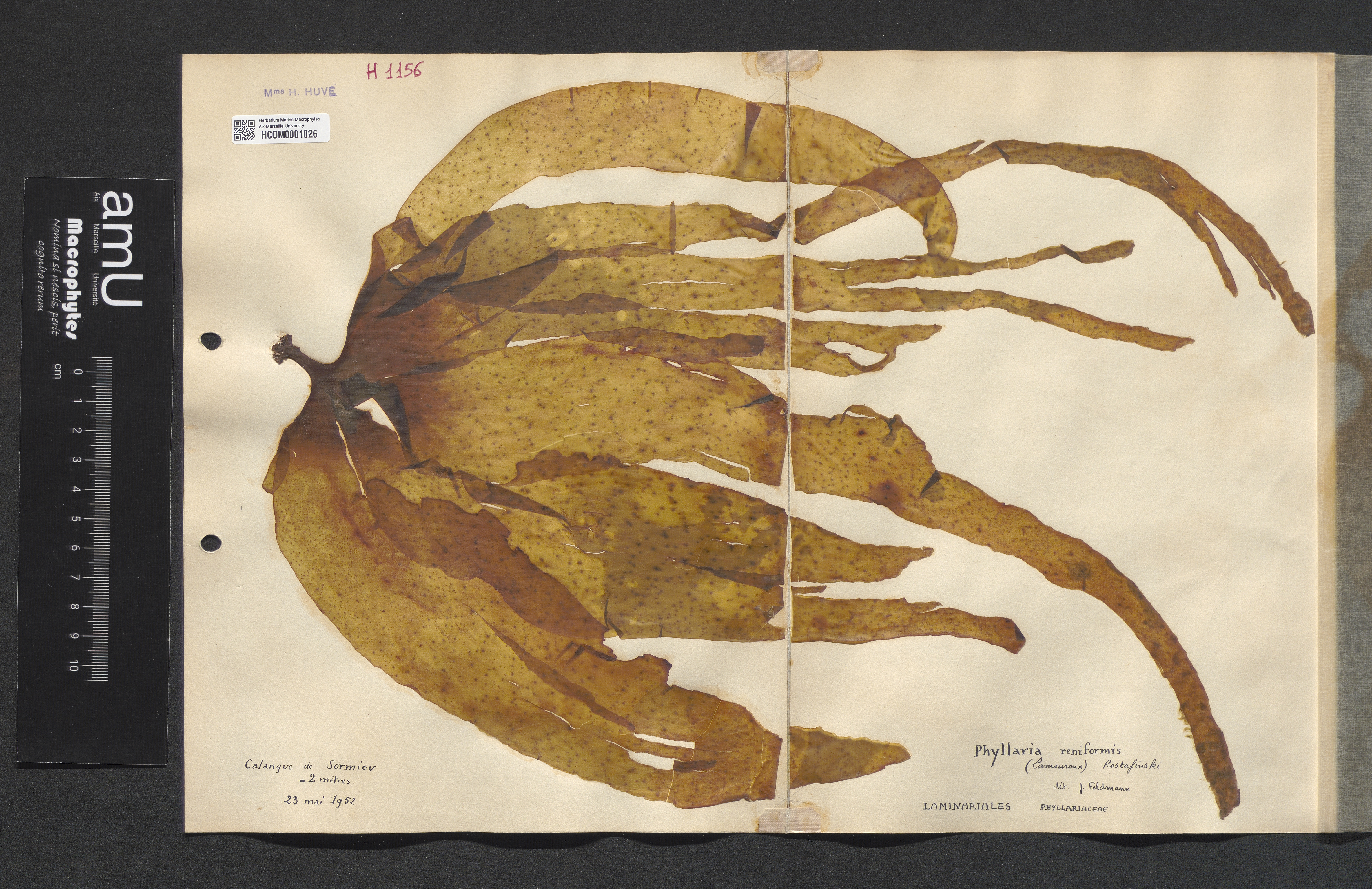 Phyllaria reniformis specimen