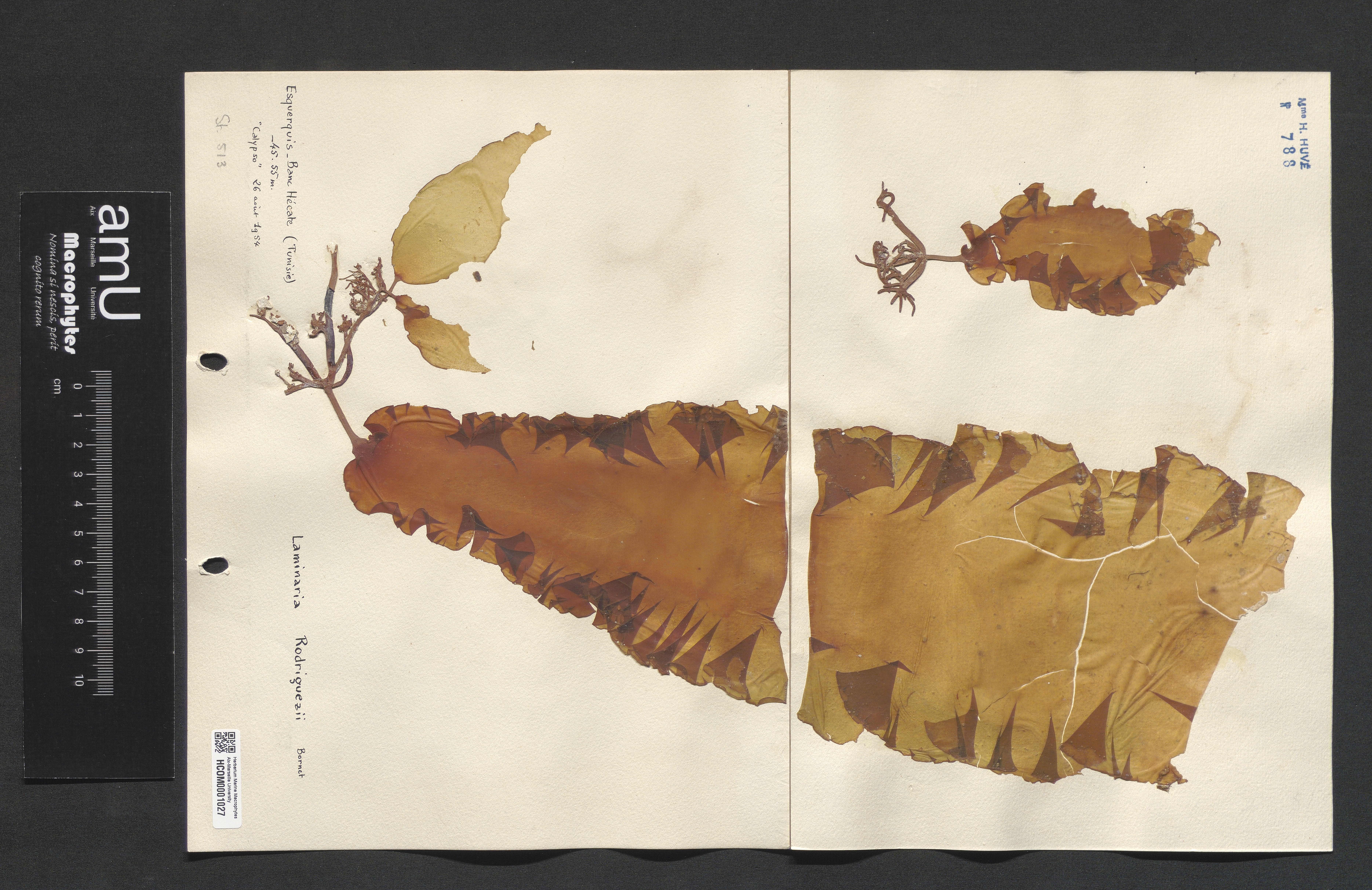 Laminaria rodriguezii specimen