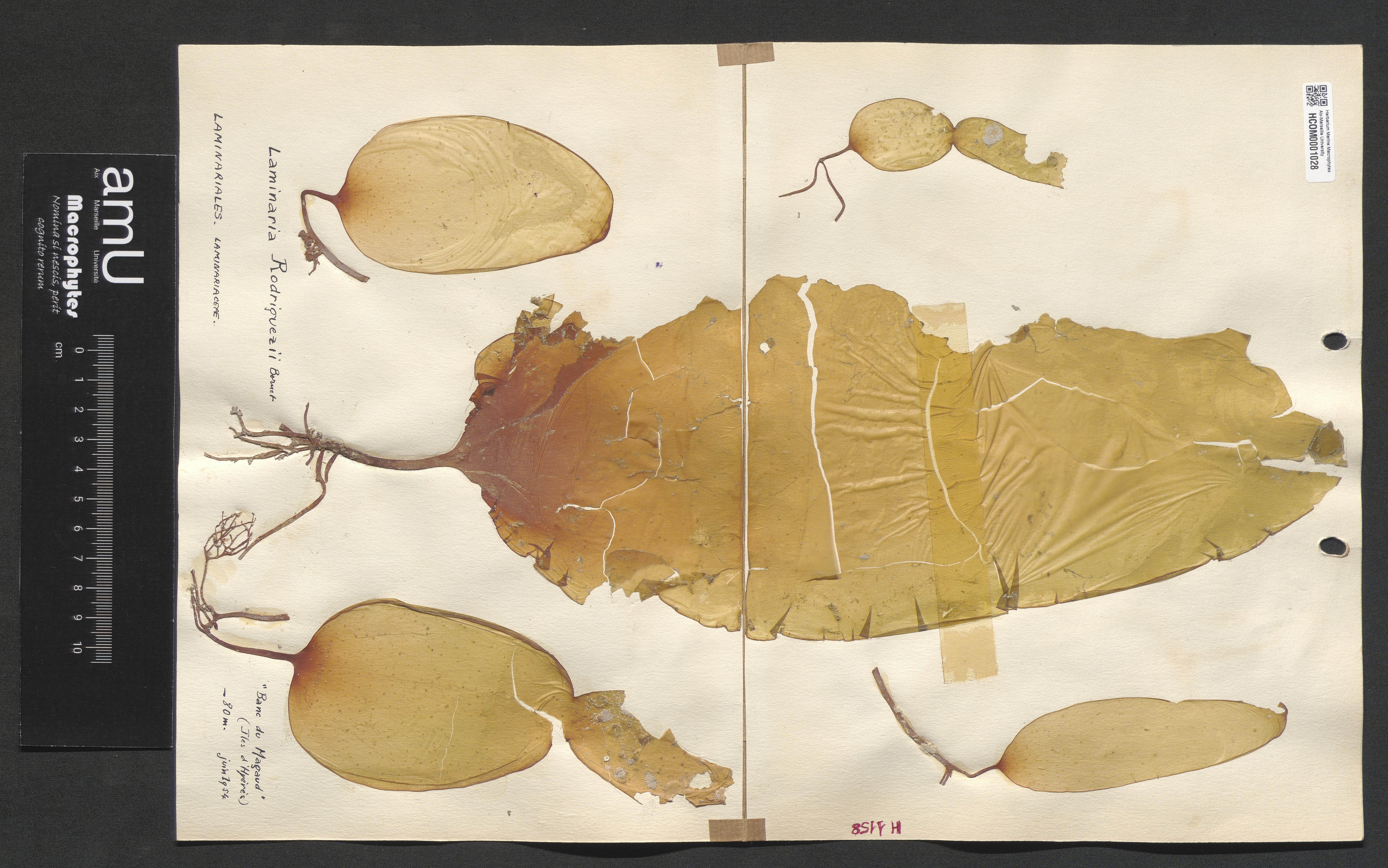 Laminaria rodriguezii specimen