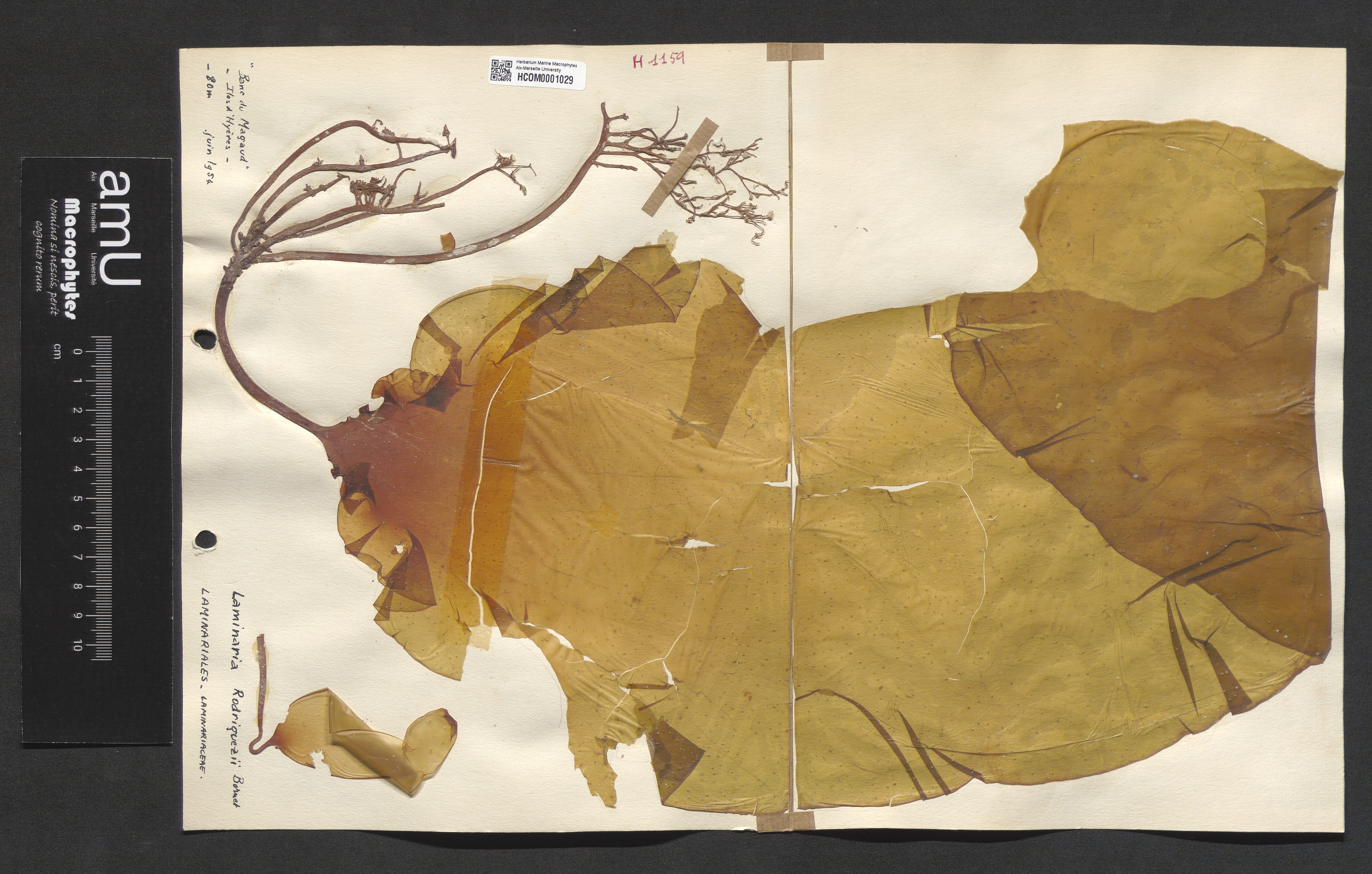 Laminaria rodriguezii specimen