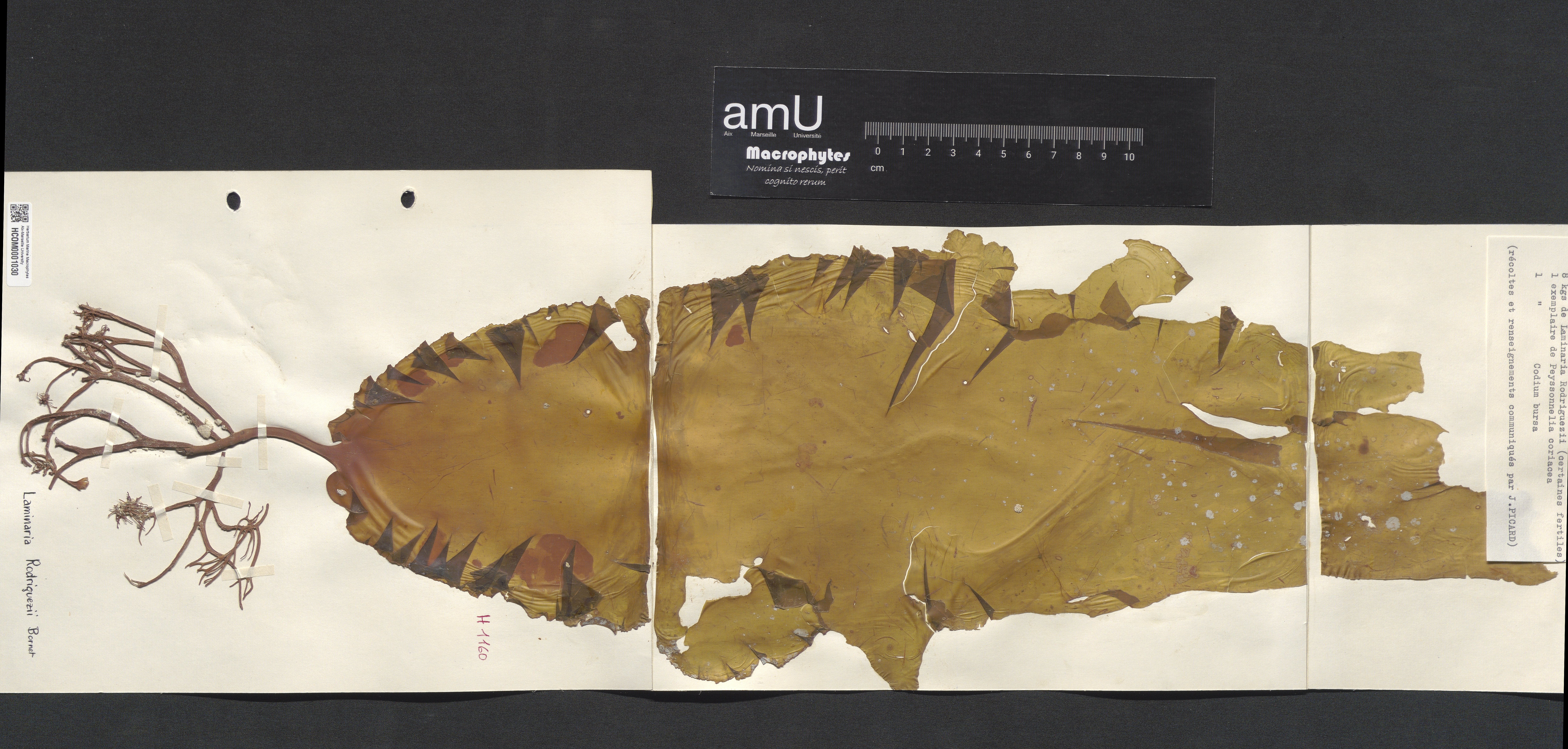 Laminaria rodriguezii specimen