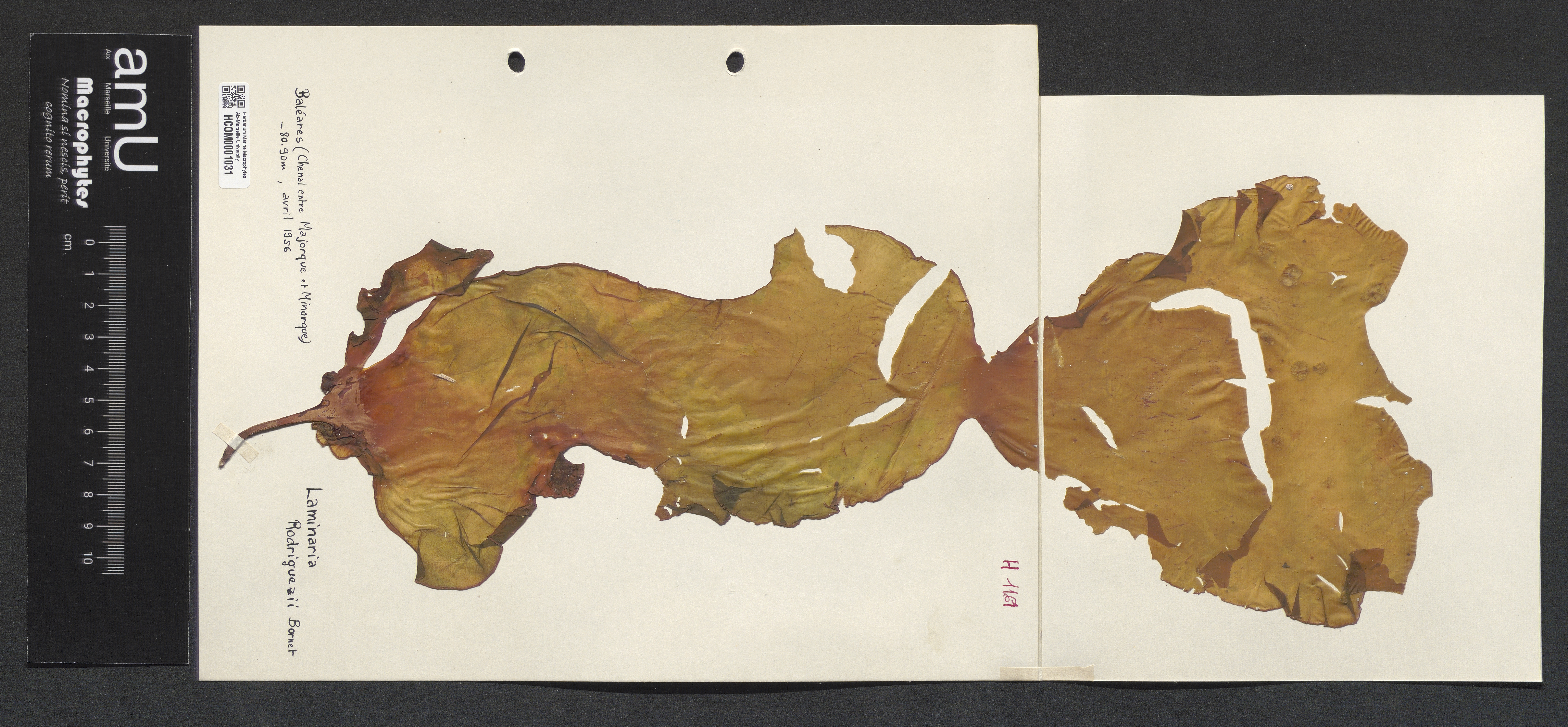 Laminaria rodriguezii specimen