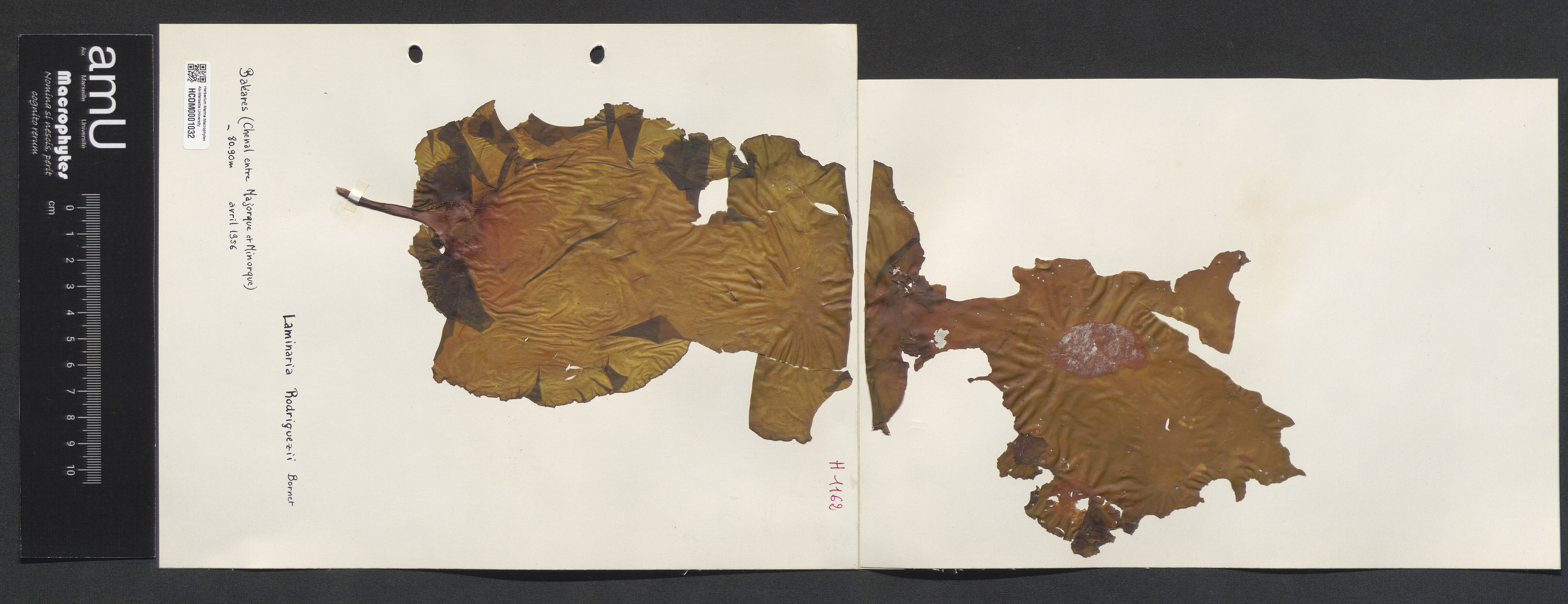 Laminaria rodriguezii specimen