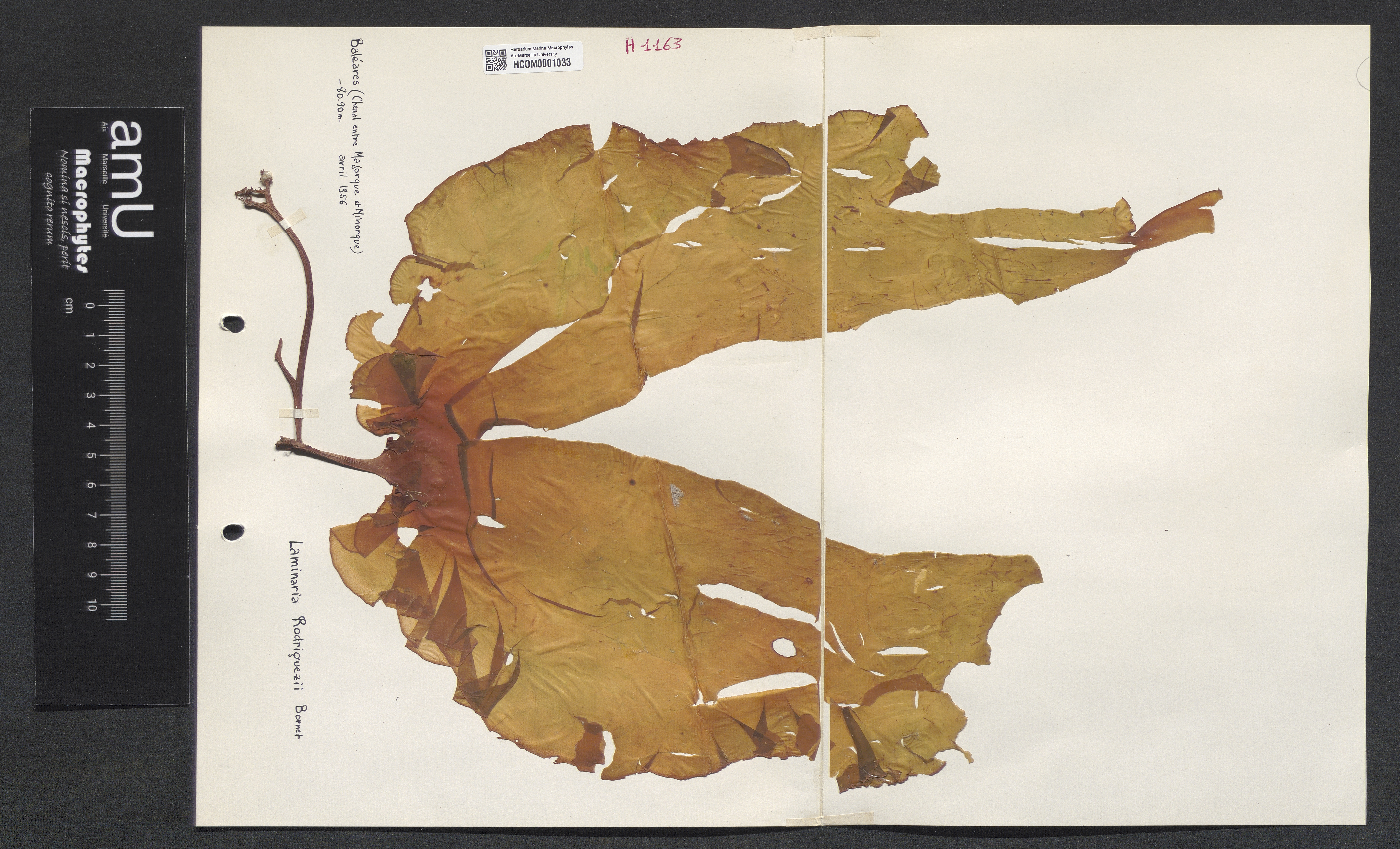 Laminaria rodriguezii specimen