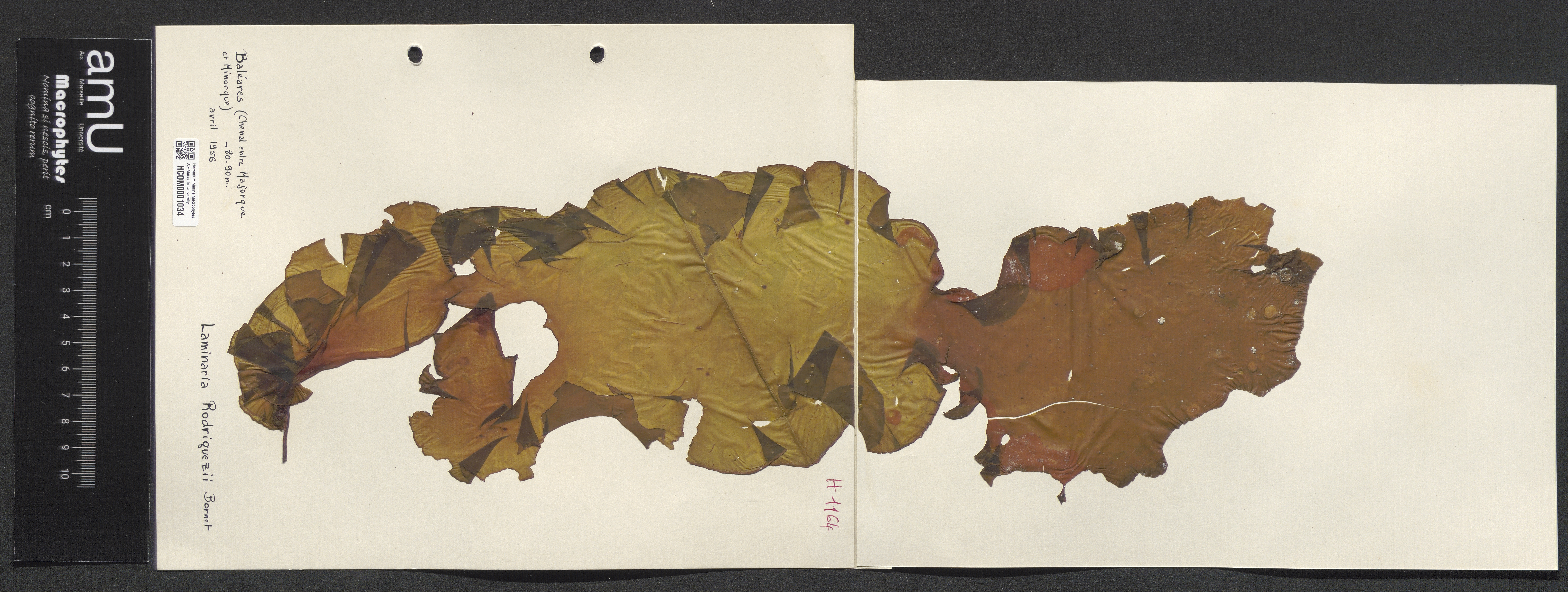 Laminaria rodriguezii specimen