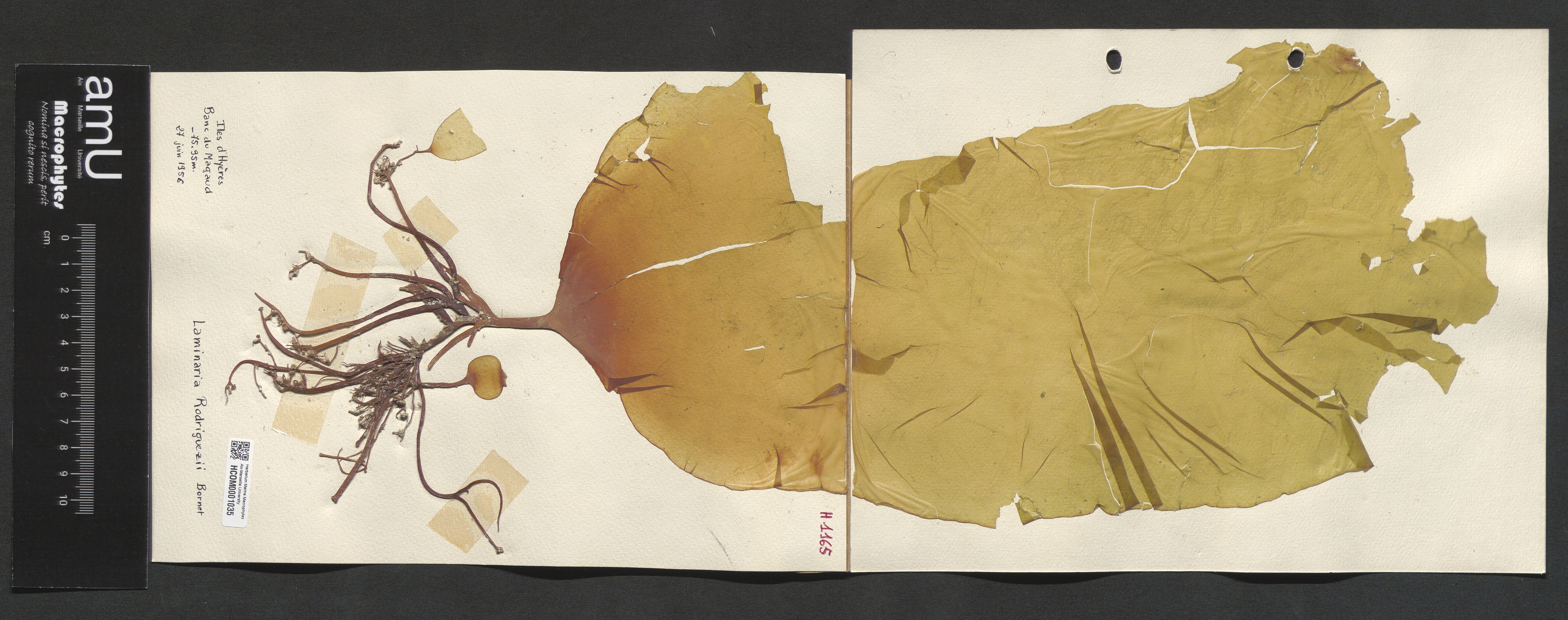 Laminaria rodriguezii specimen