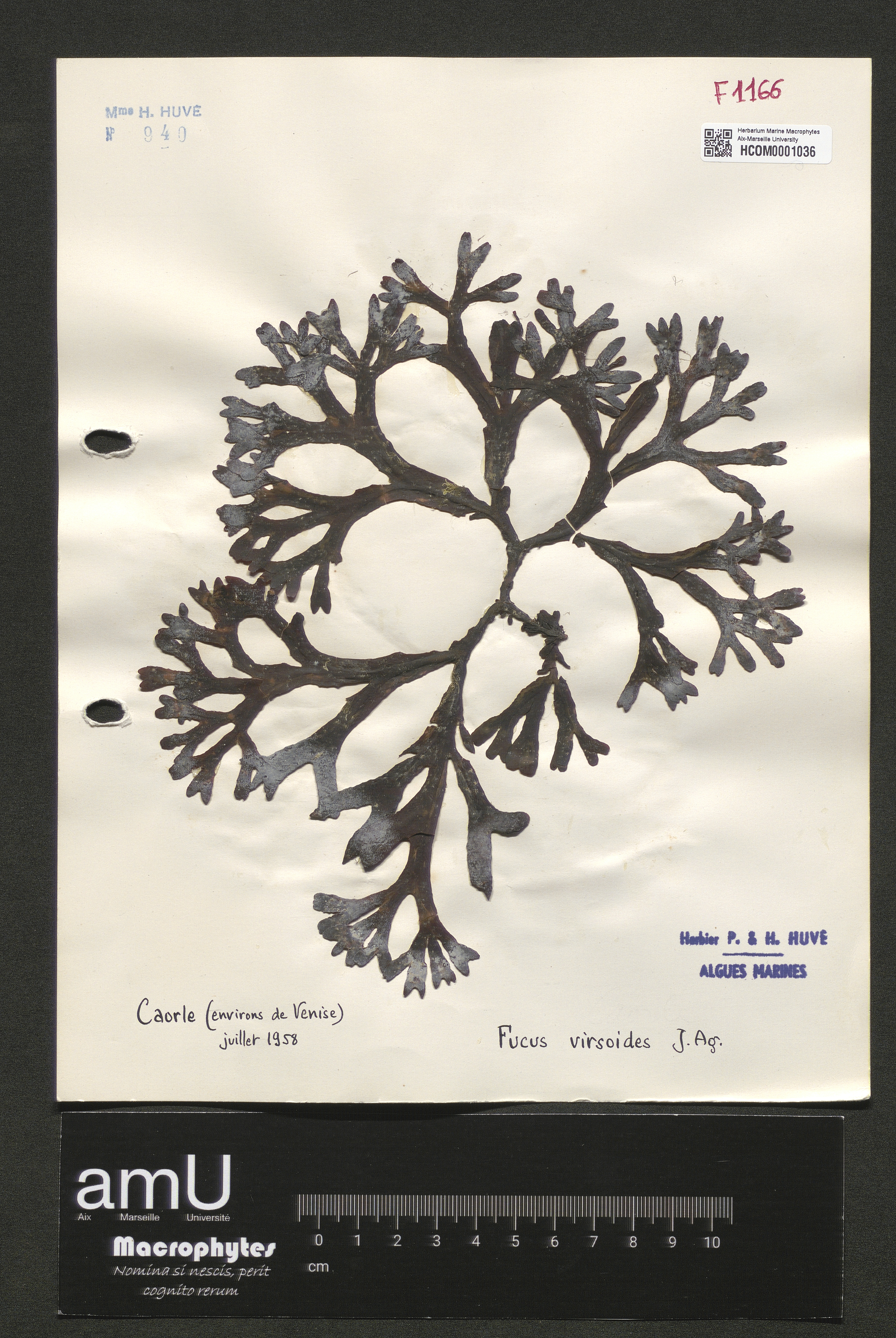 Fucus virsoides specimen