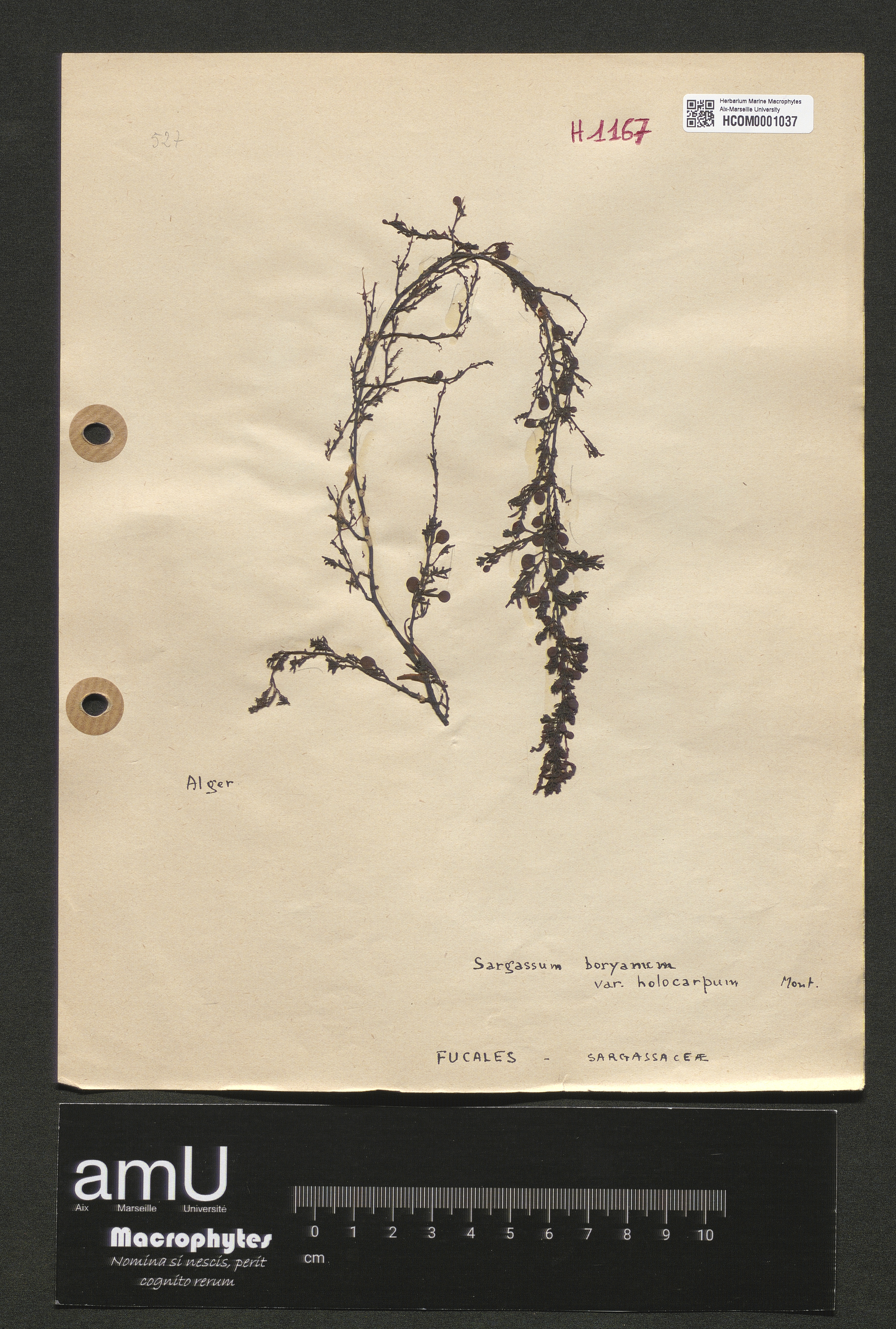Sargassum boryanum var. holocarpum specimen