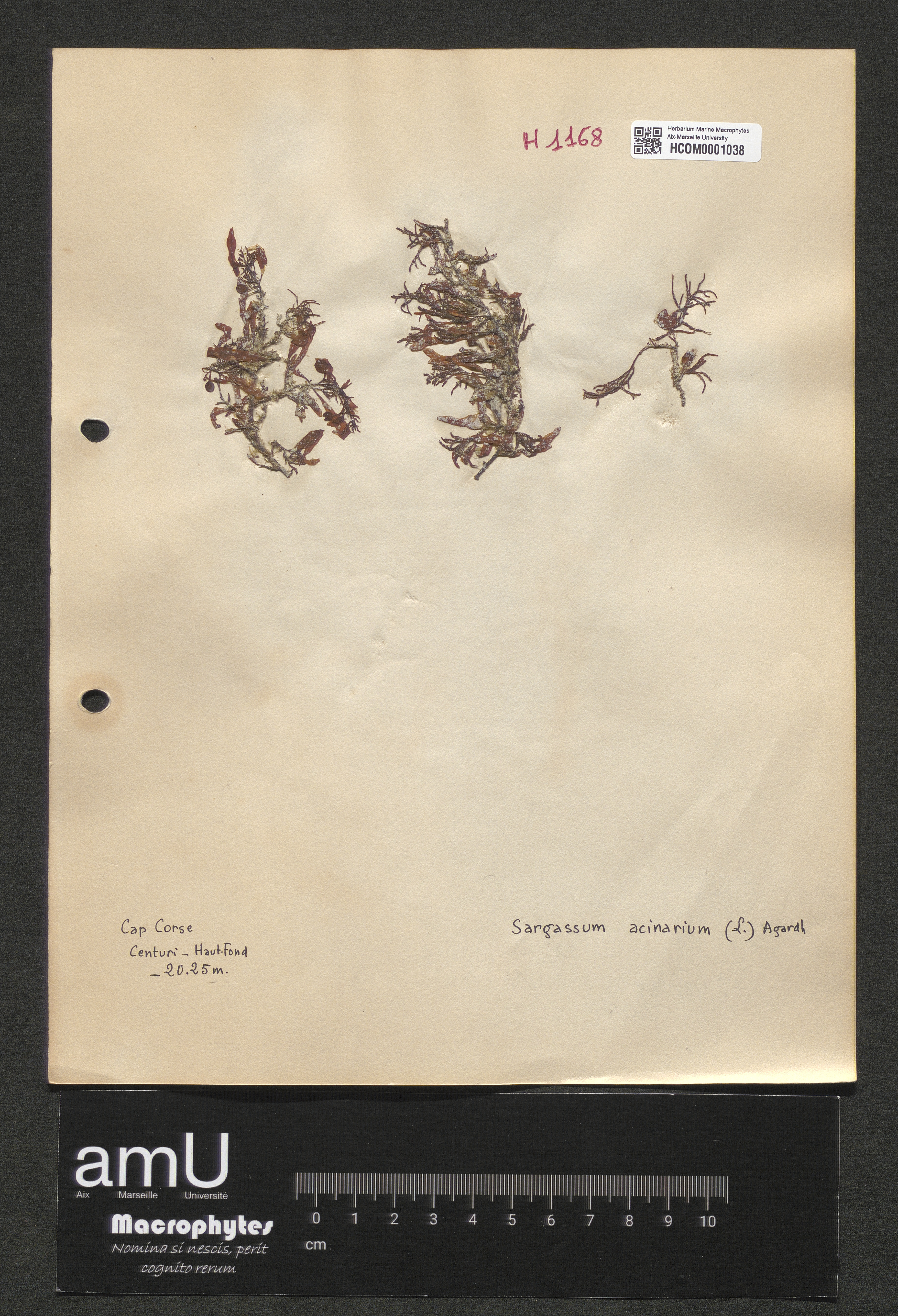 Sargassum acinarium specimen