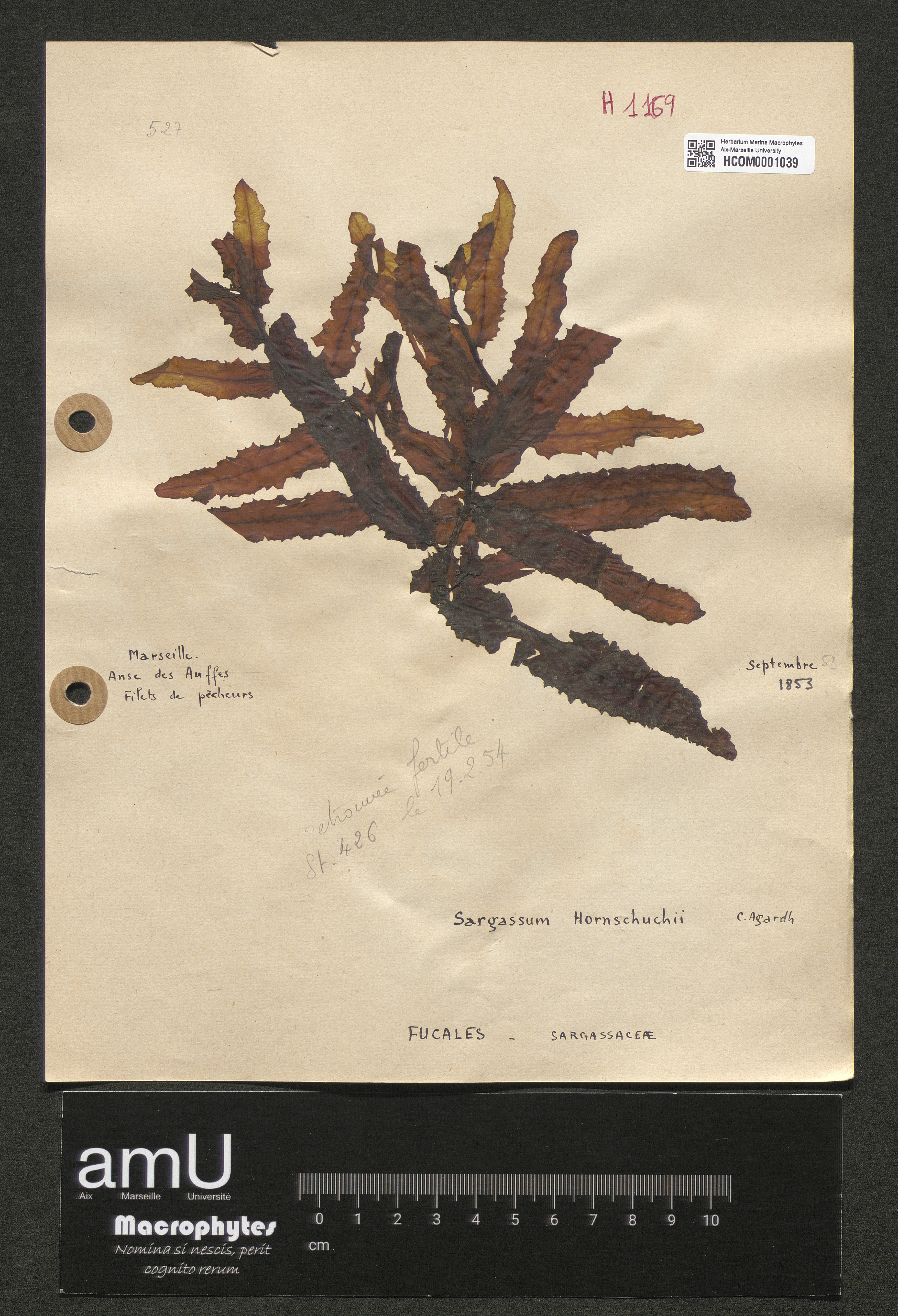 Sargassum hornschuchii specimen