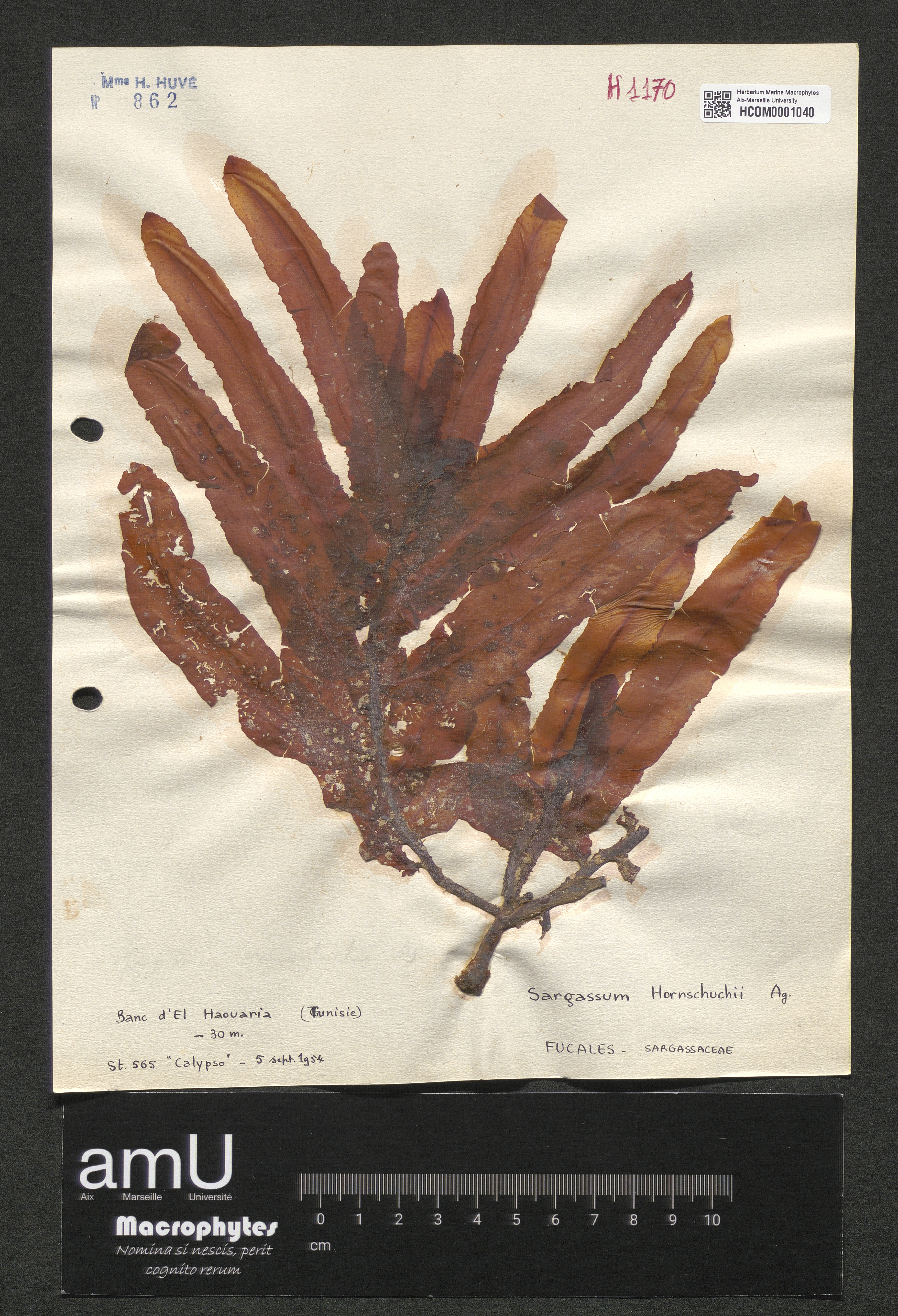 Sargassum hornschuchii specimen