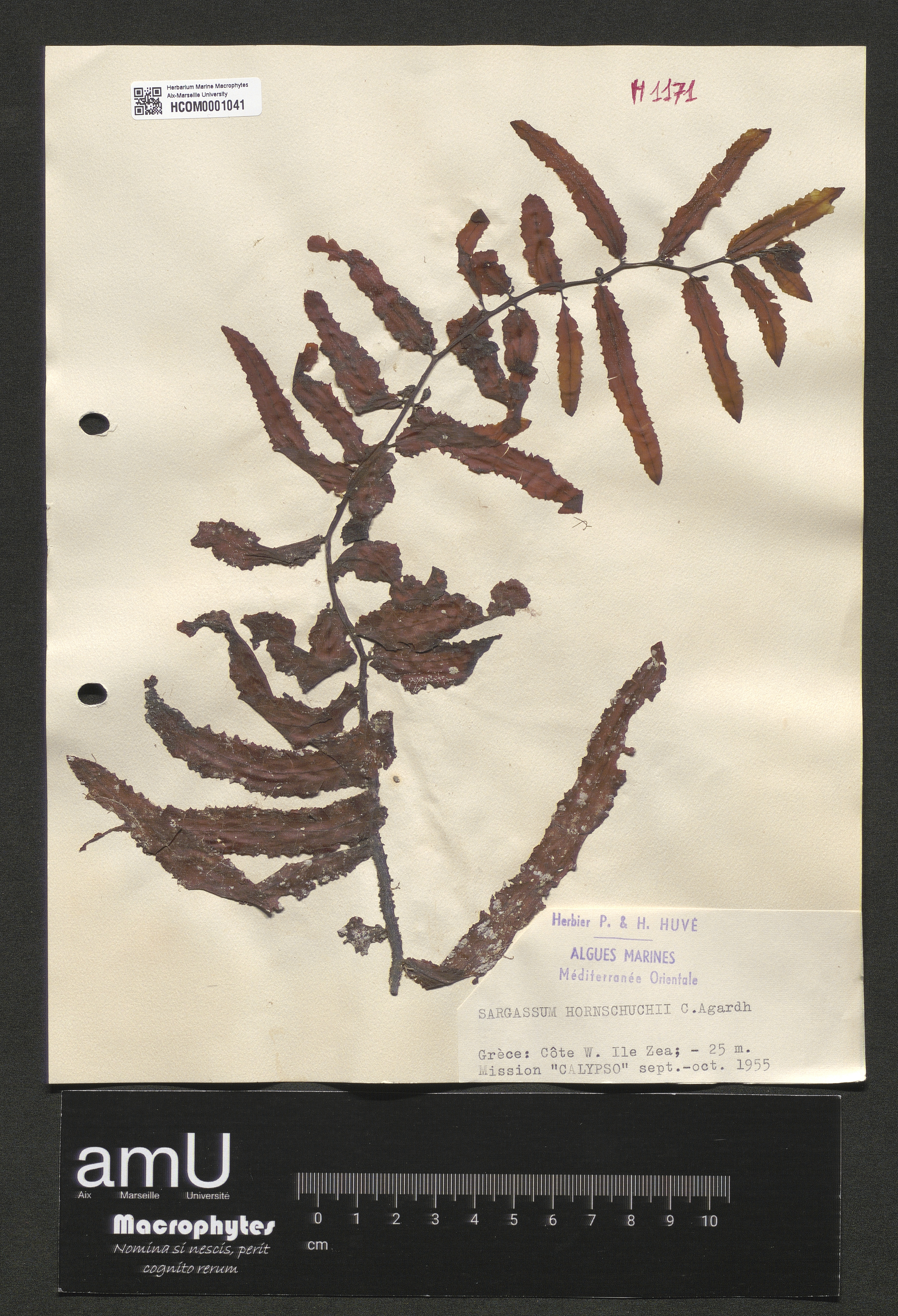 Sargassum hornschuchii specimen