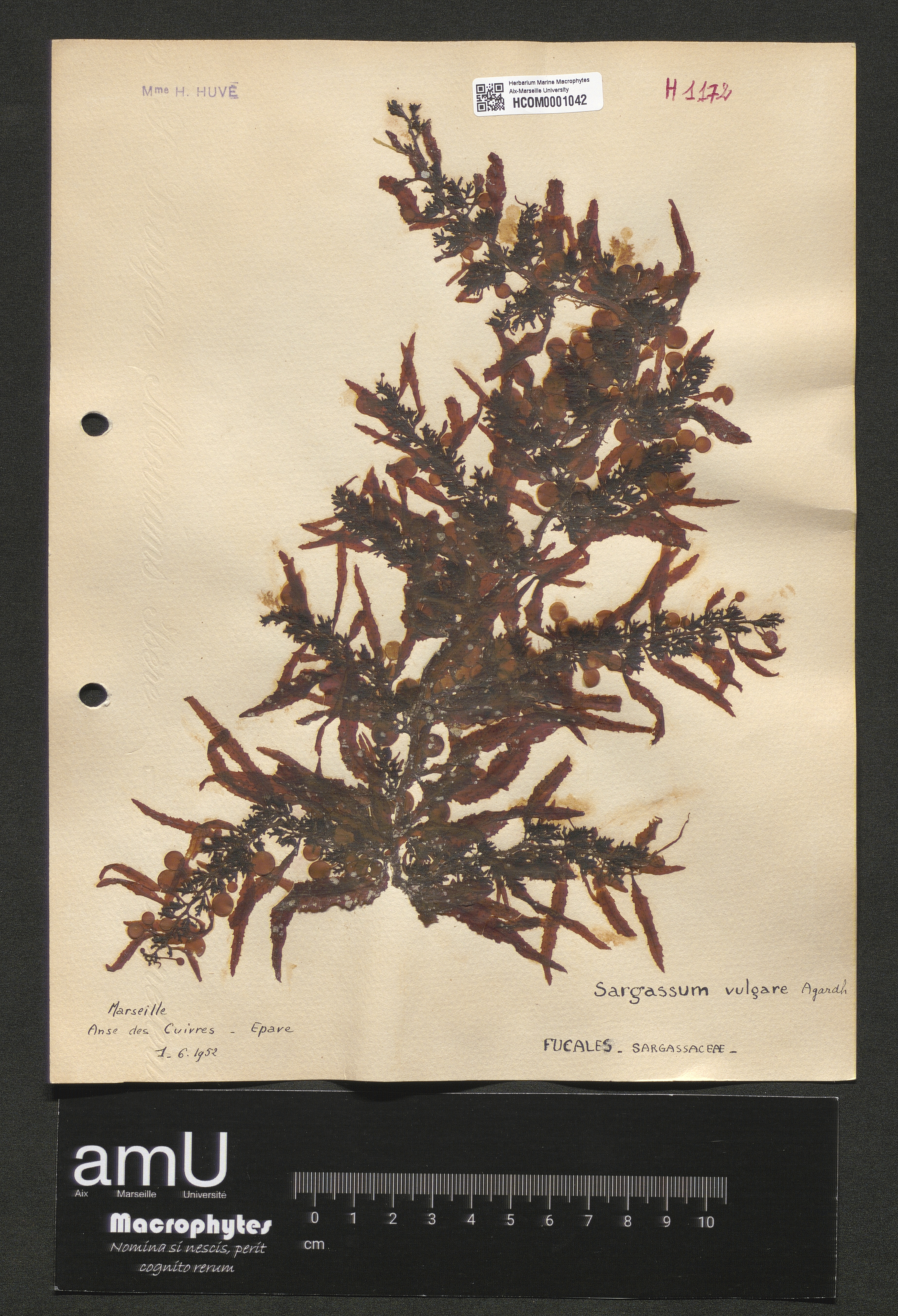 Sargassum vulgare specimen
