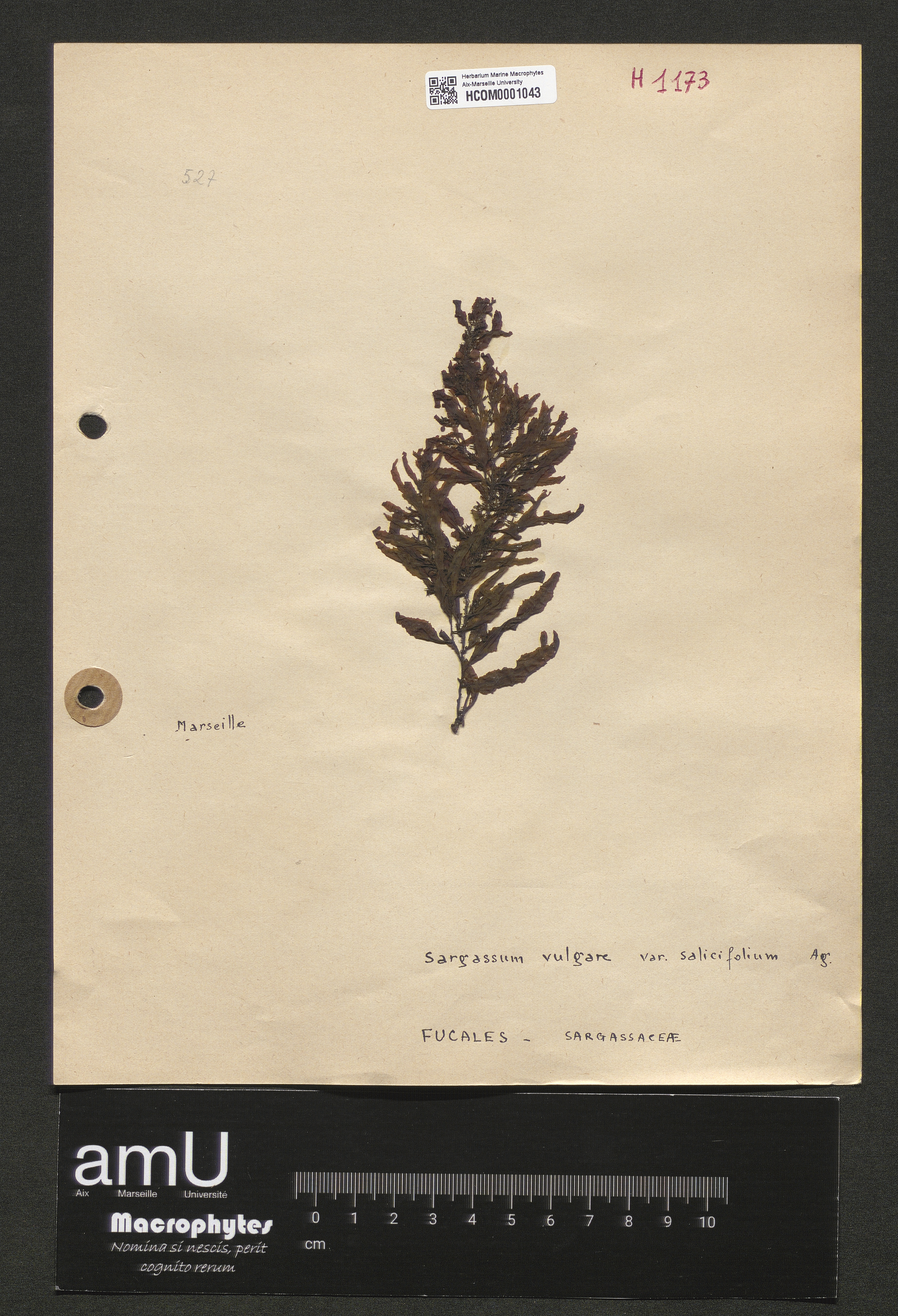 Sargassum vulgare var. salicifolium specimen
