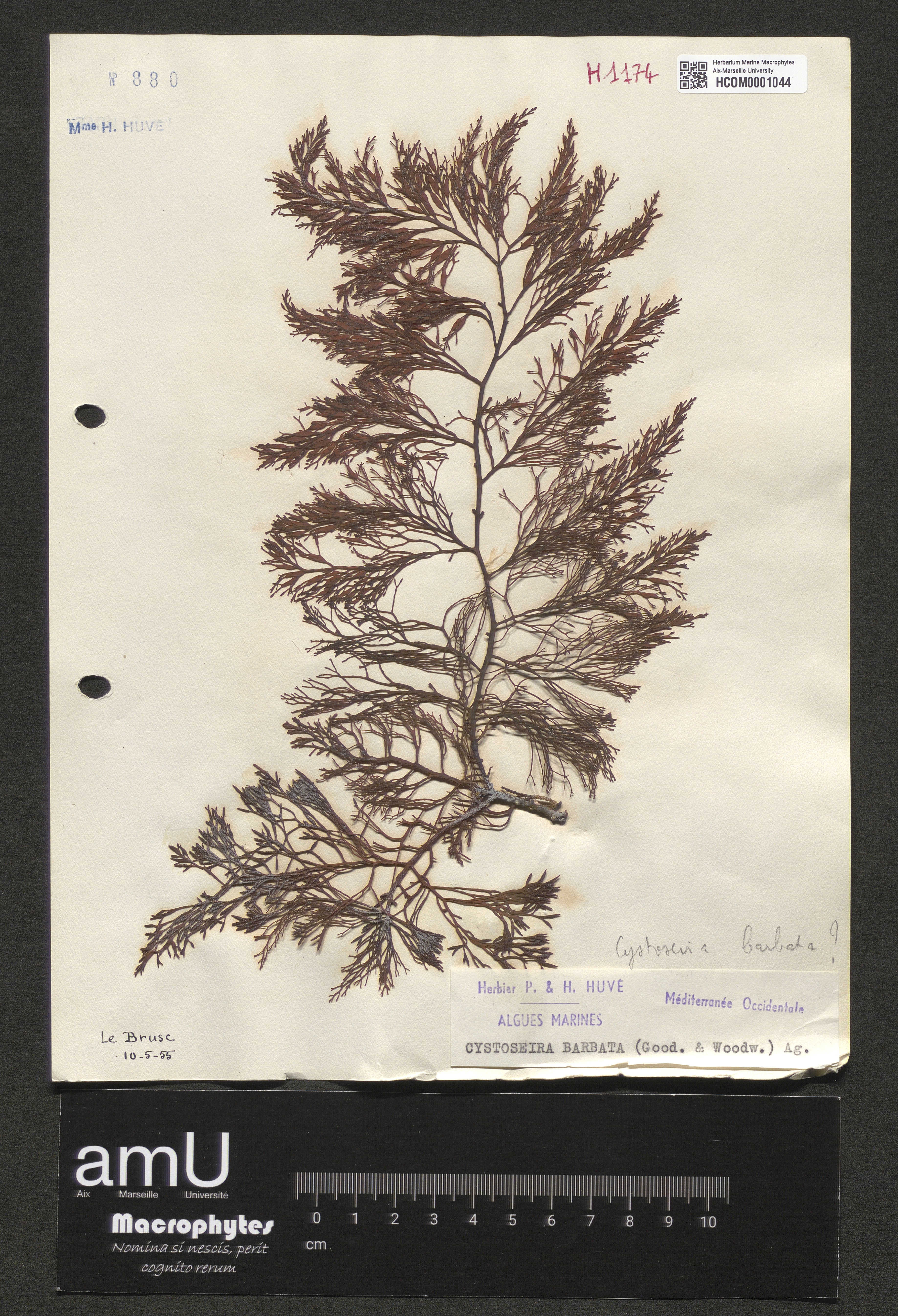 Cystoseira barbata specimen