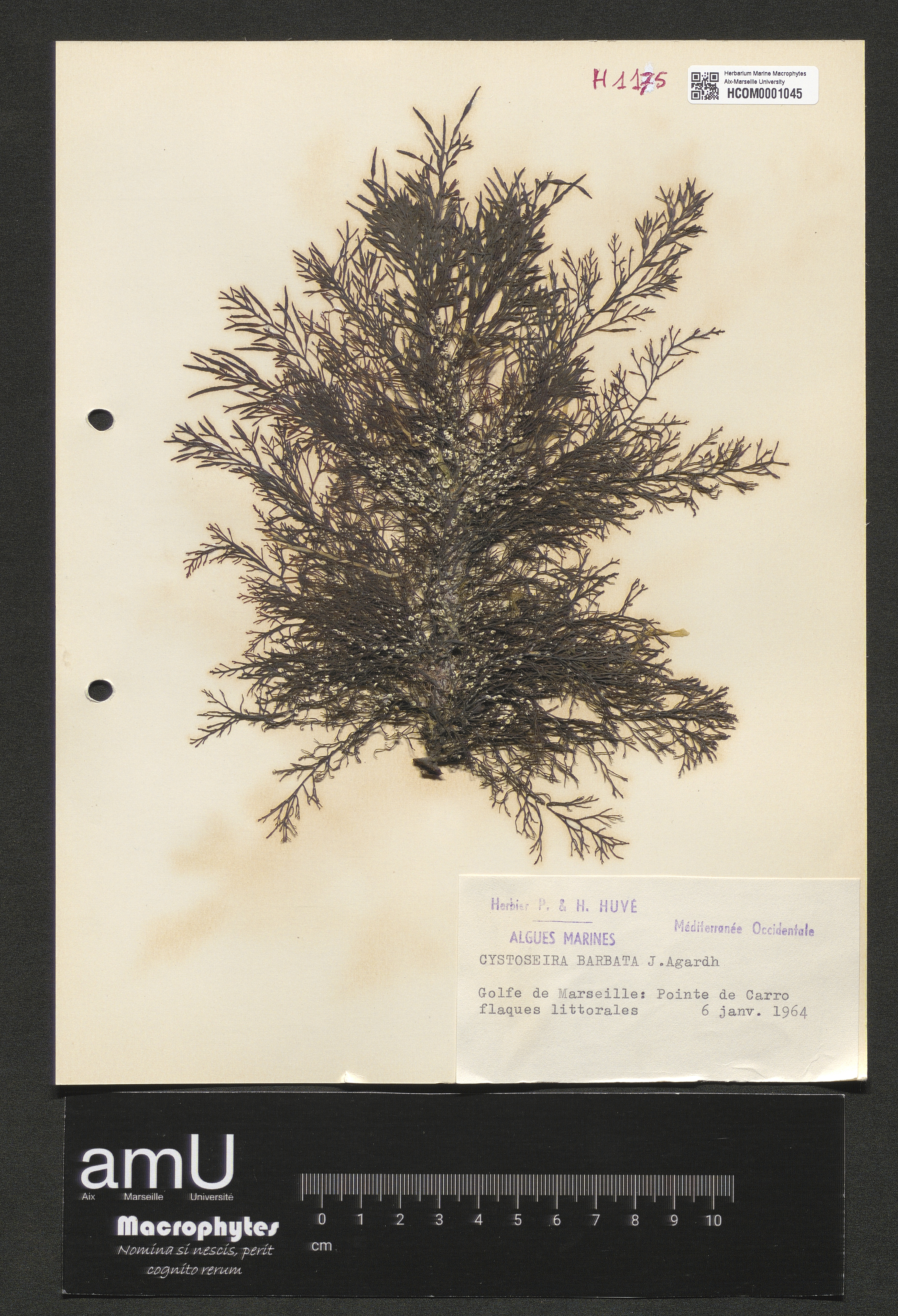 Cystoseira barbata specimen