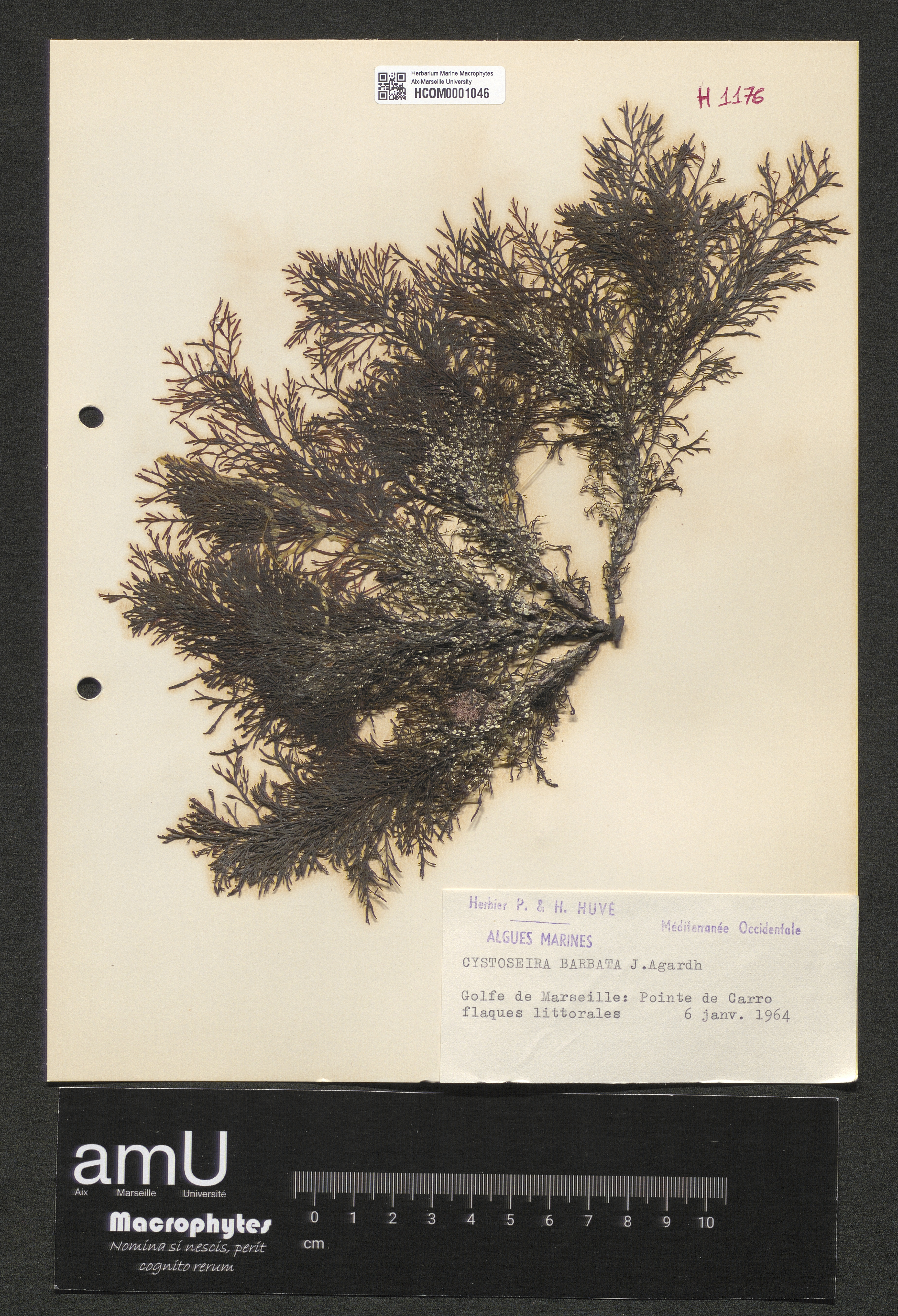 Cystoseira barbata specimen