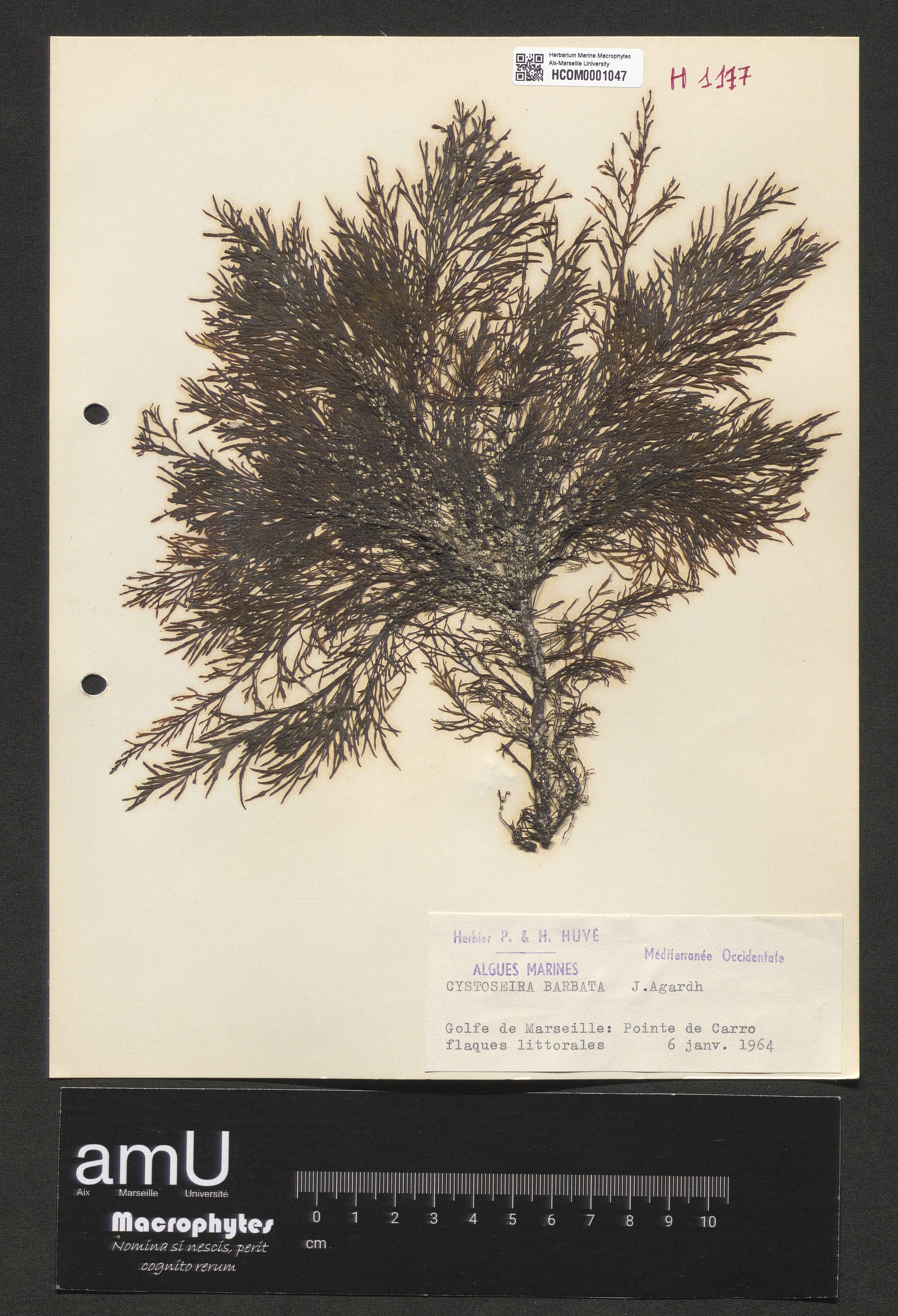 Cystoseira barbata specimen