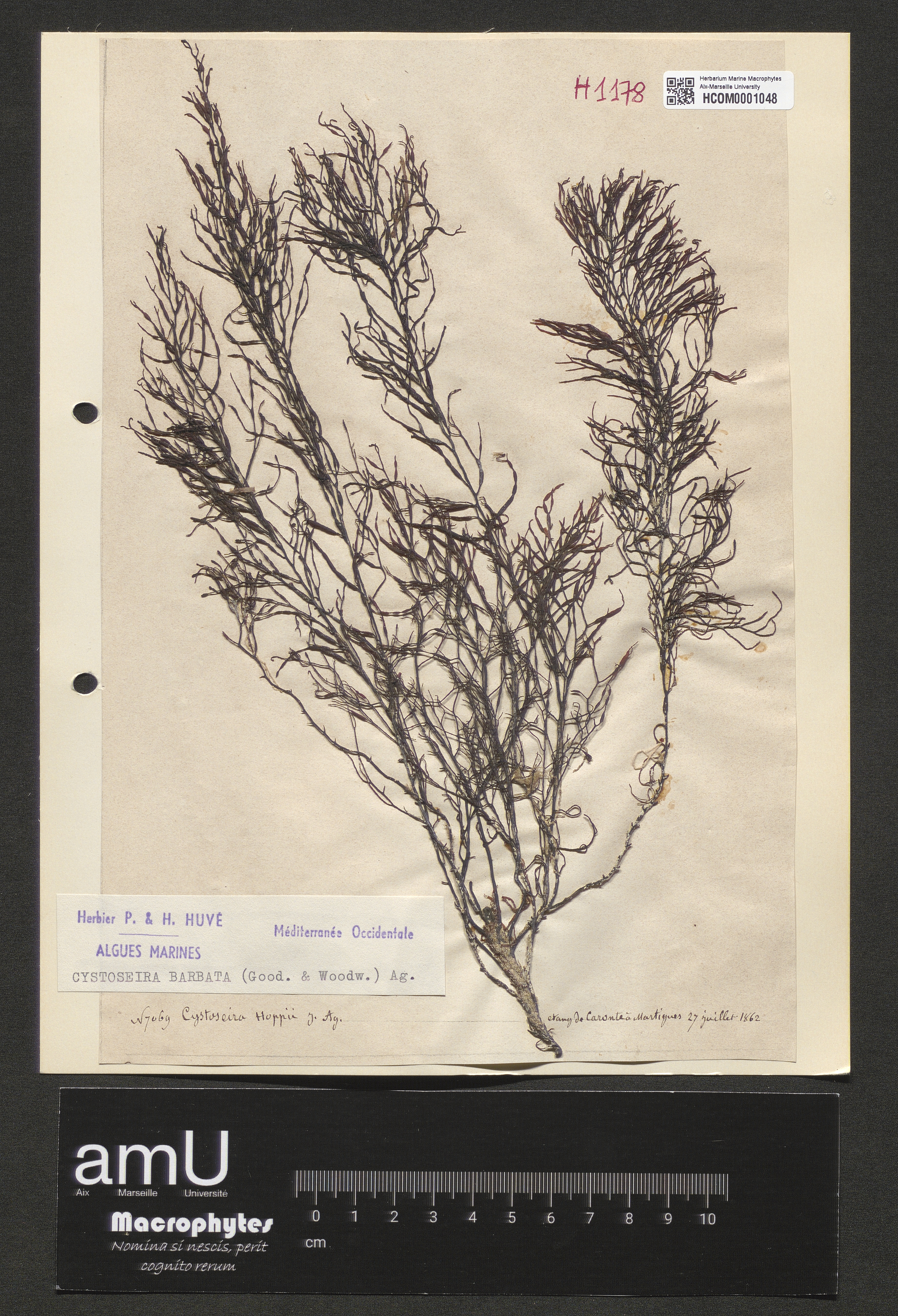 Cystoseira barbata specimen