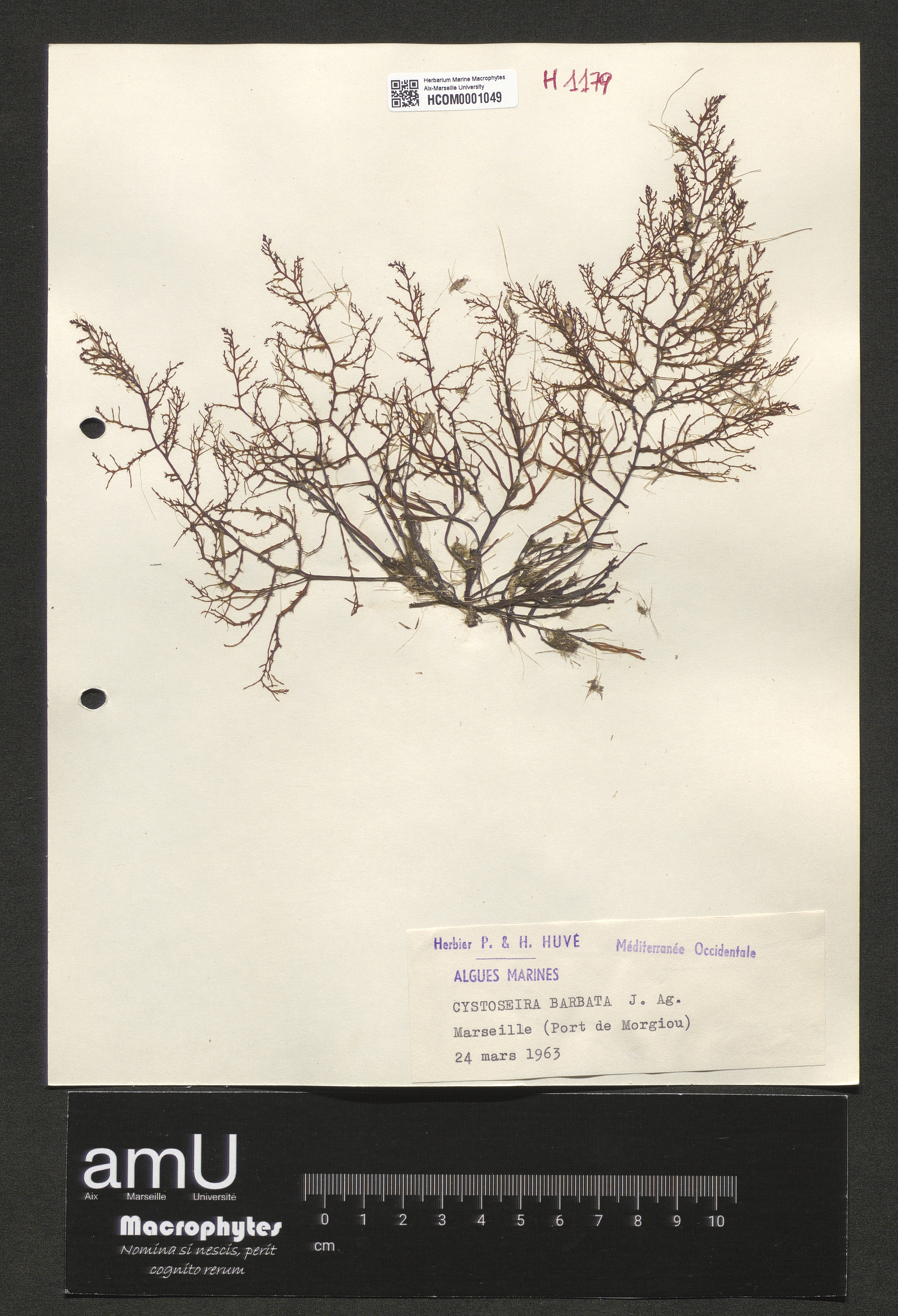 Cystoseira barbata specimen