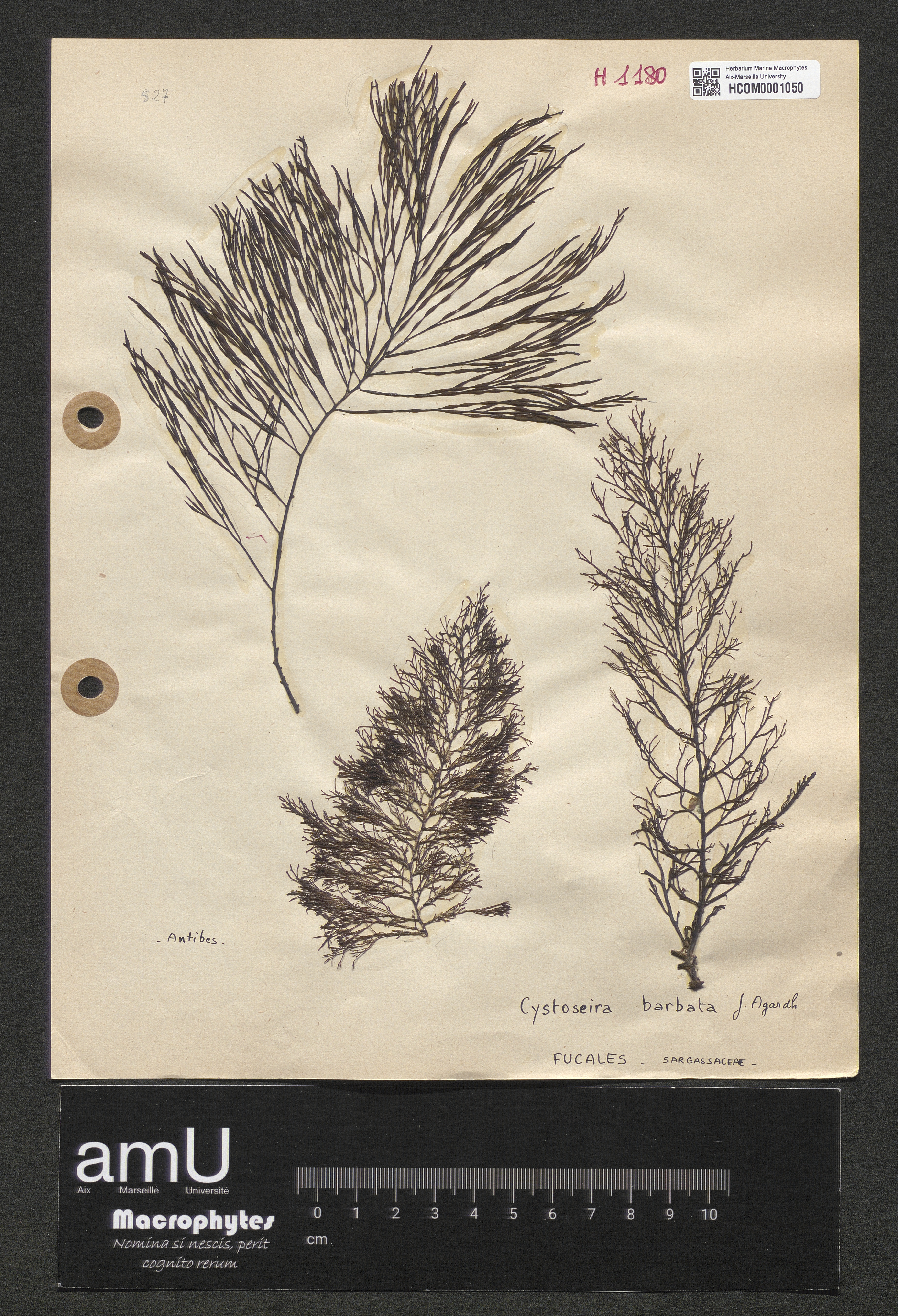 Cystoseira barbata specimen