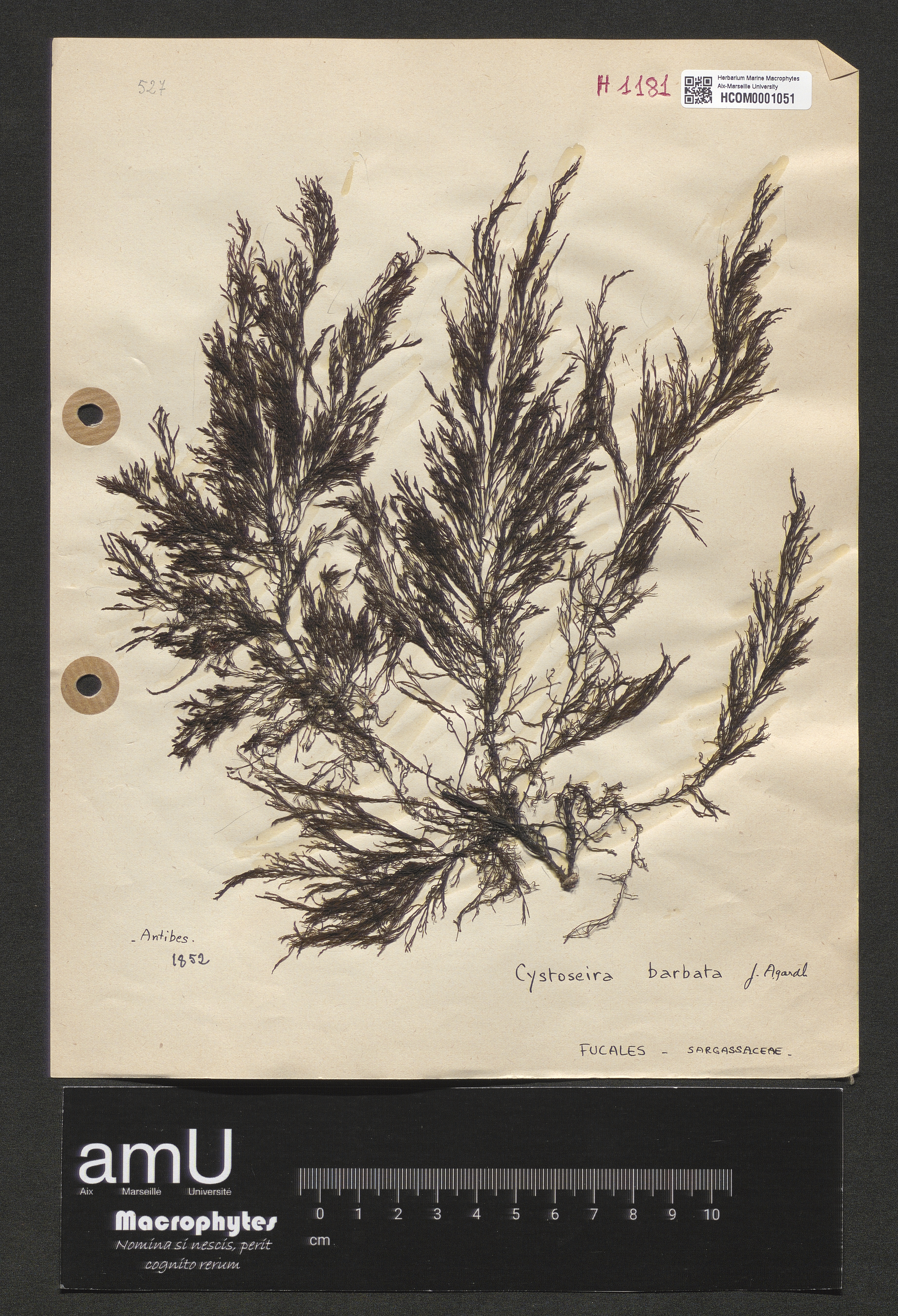 Cystoseira barbata specimen
