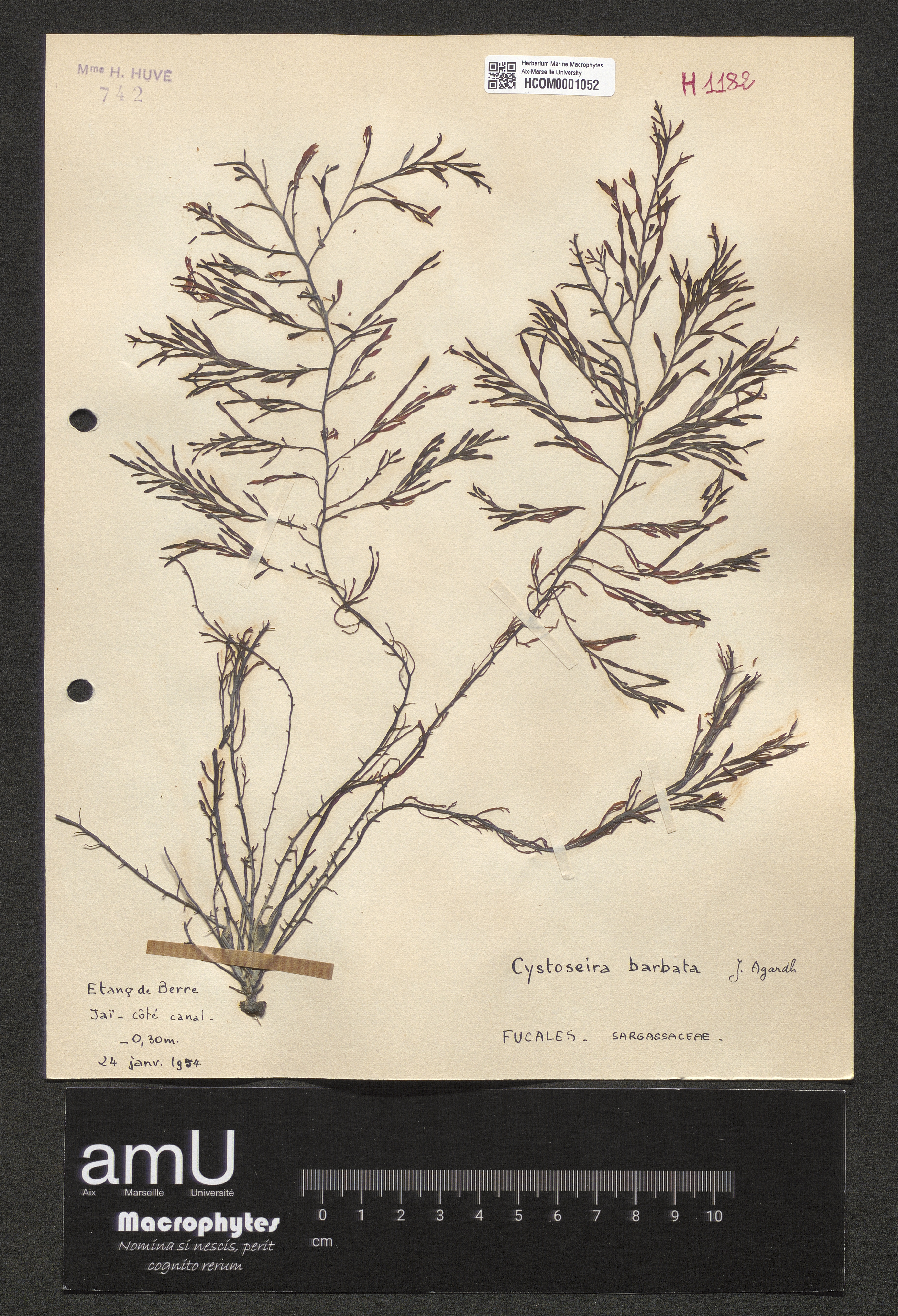 Cystoseira barbata specimen