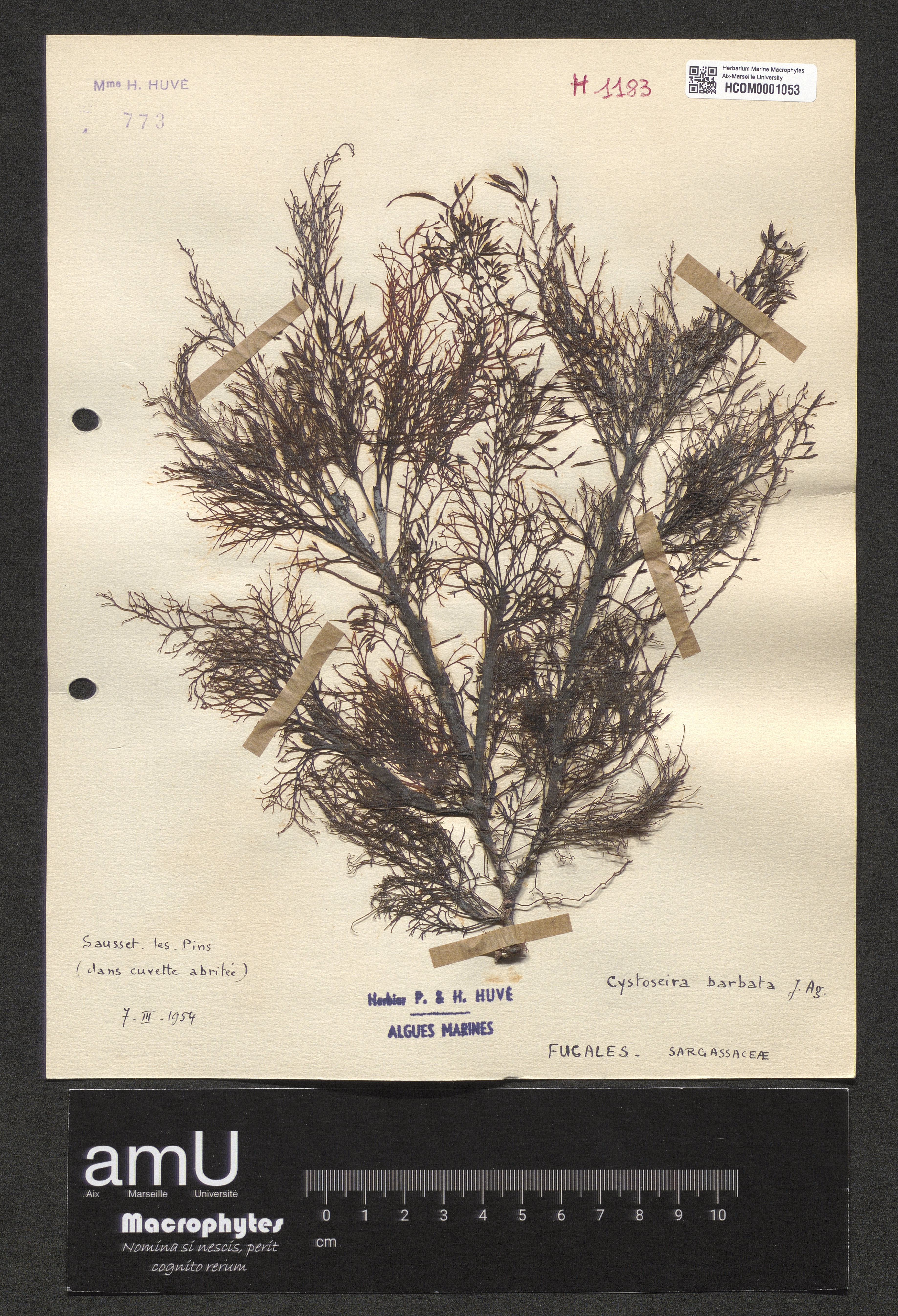 Cystoseira barbata specimen