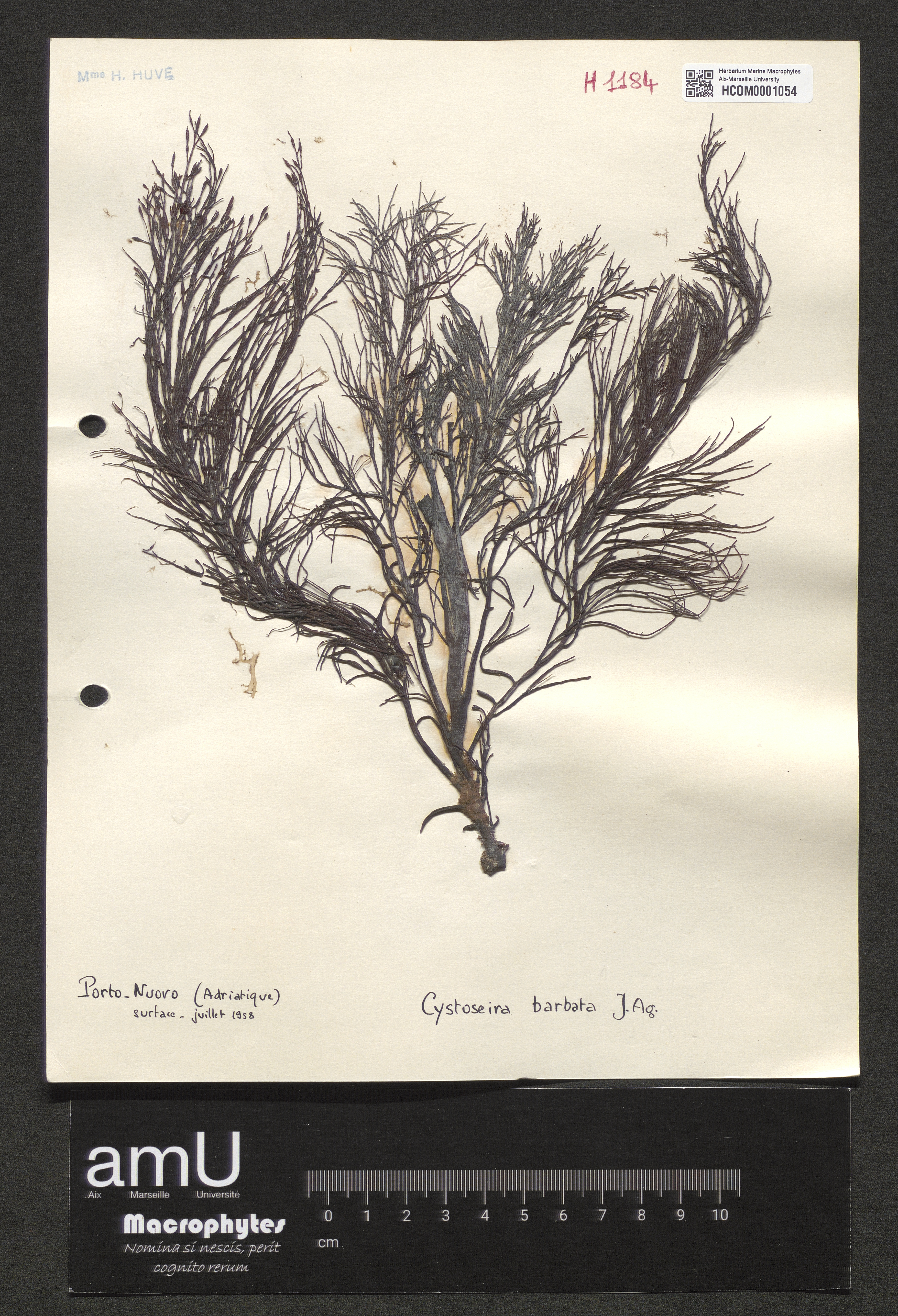 Cystoseira barbata specimen