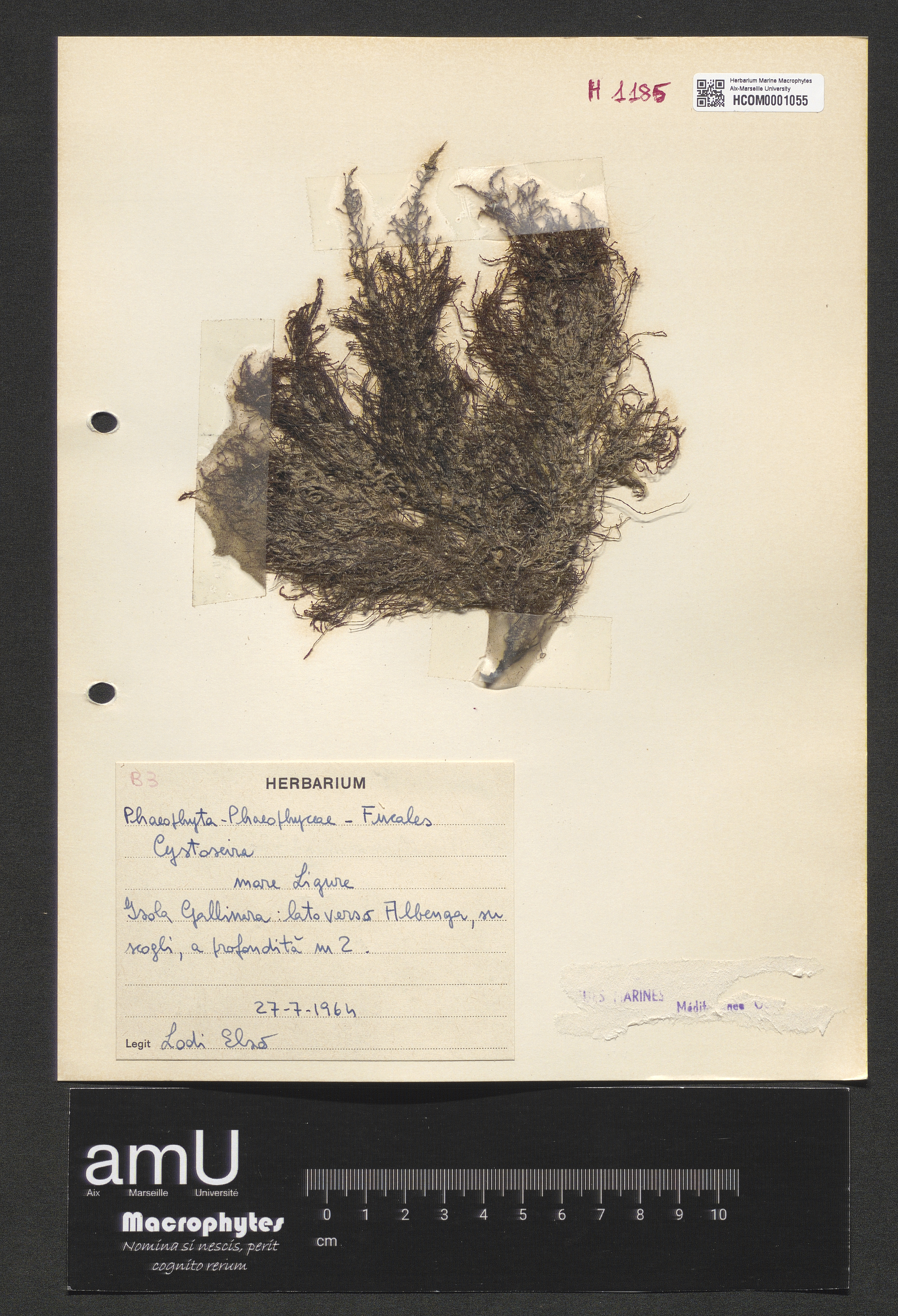 Cystoseira sp. specimen