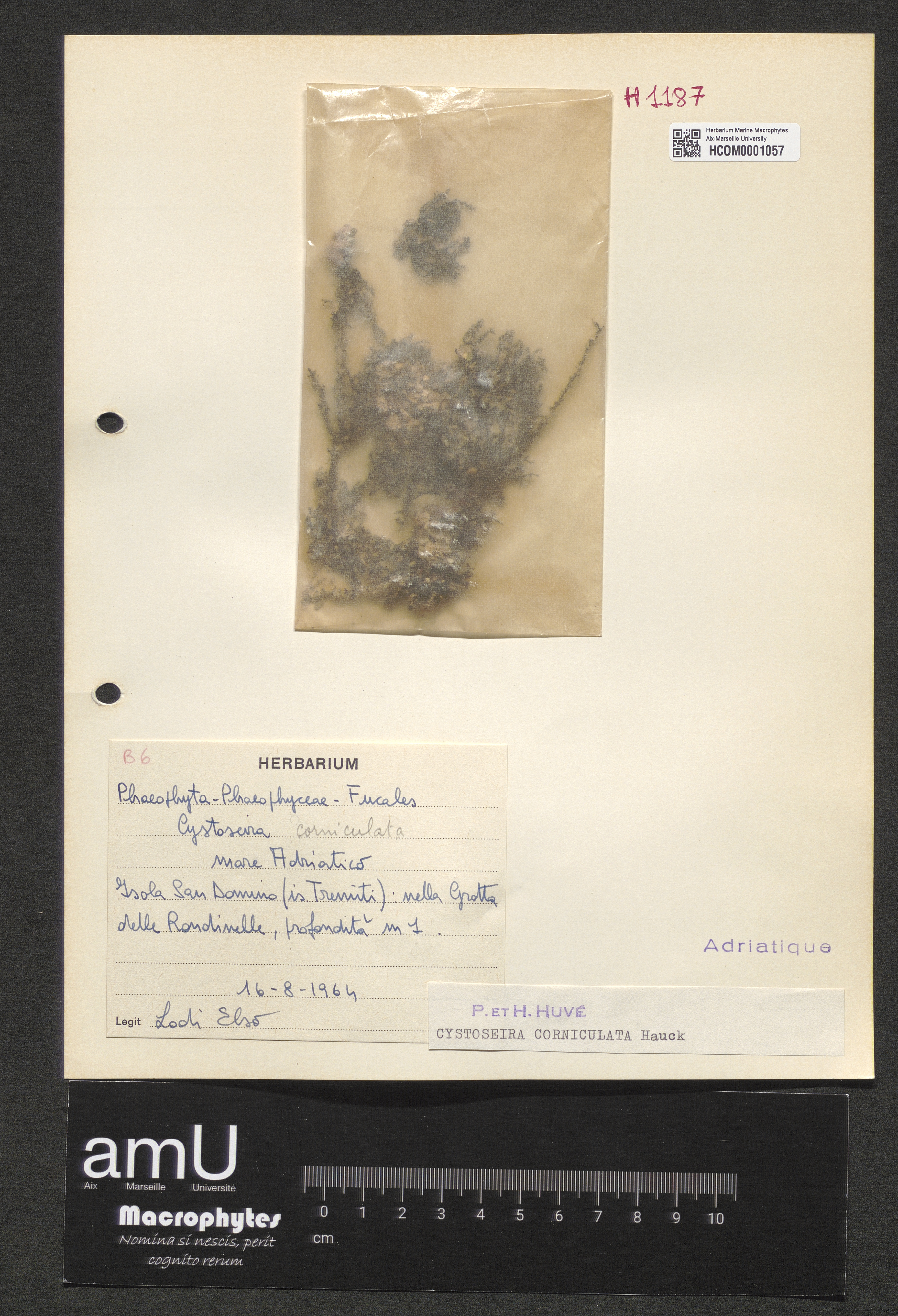 Cystoseira corniculata specimen