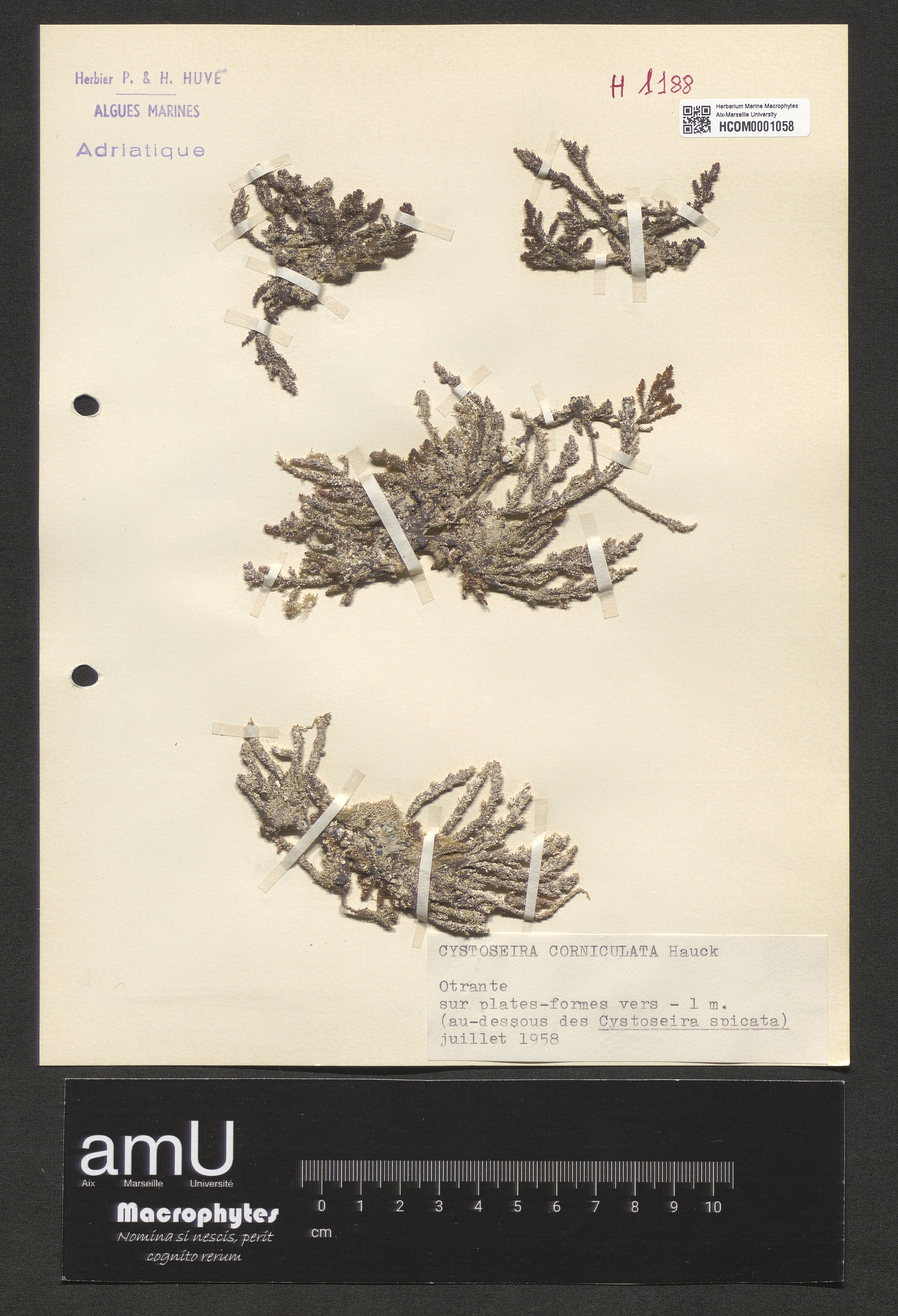 Cystoseira corniculata specimen