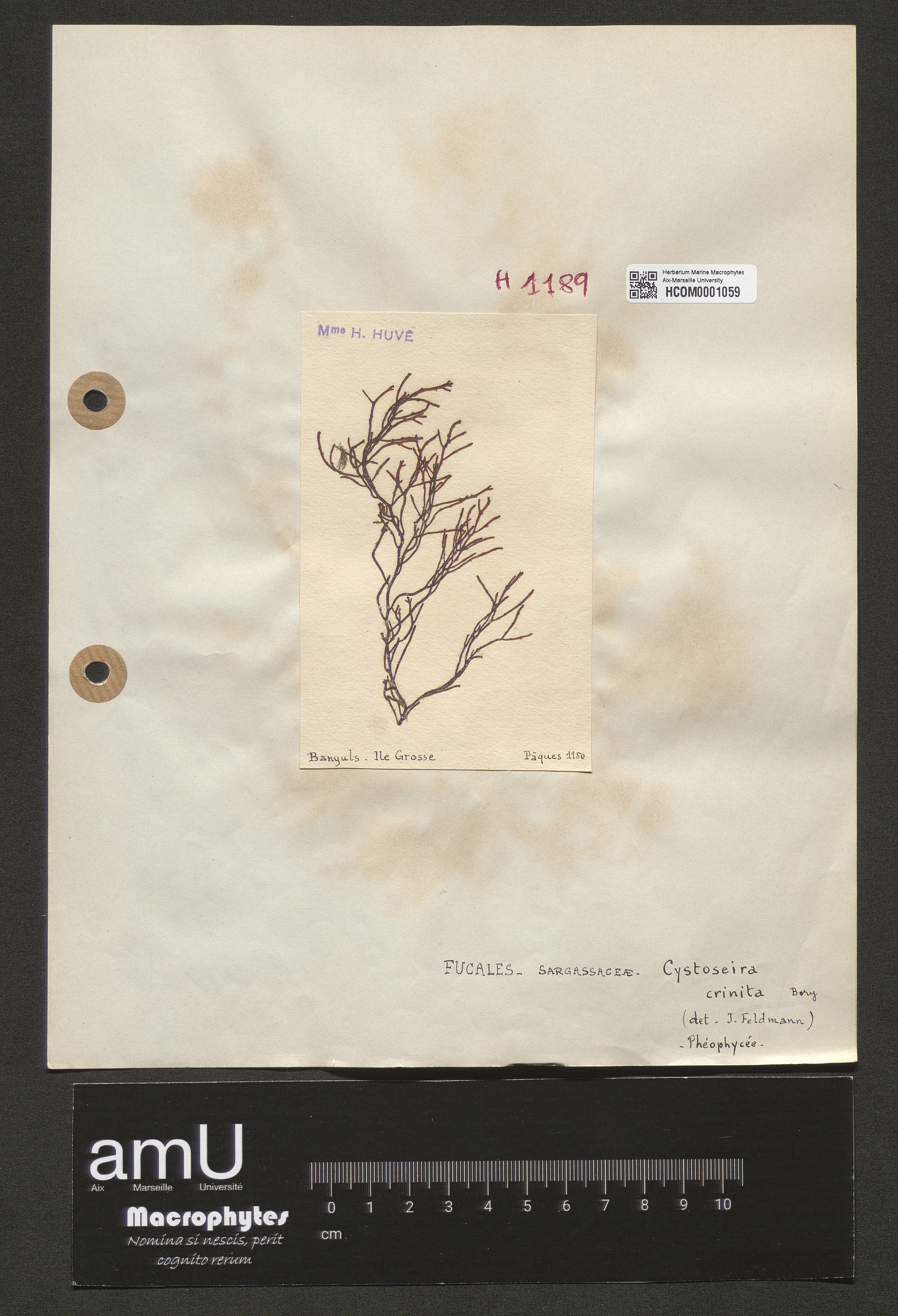 Cystoseira crinita specimen