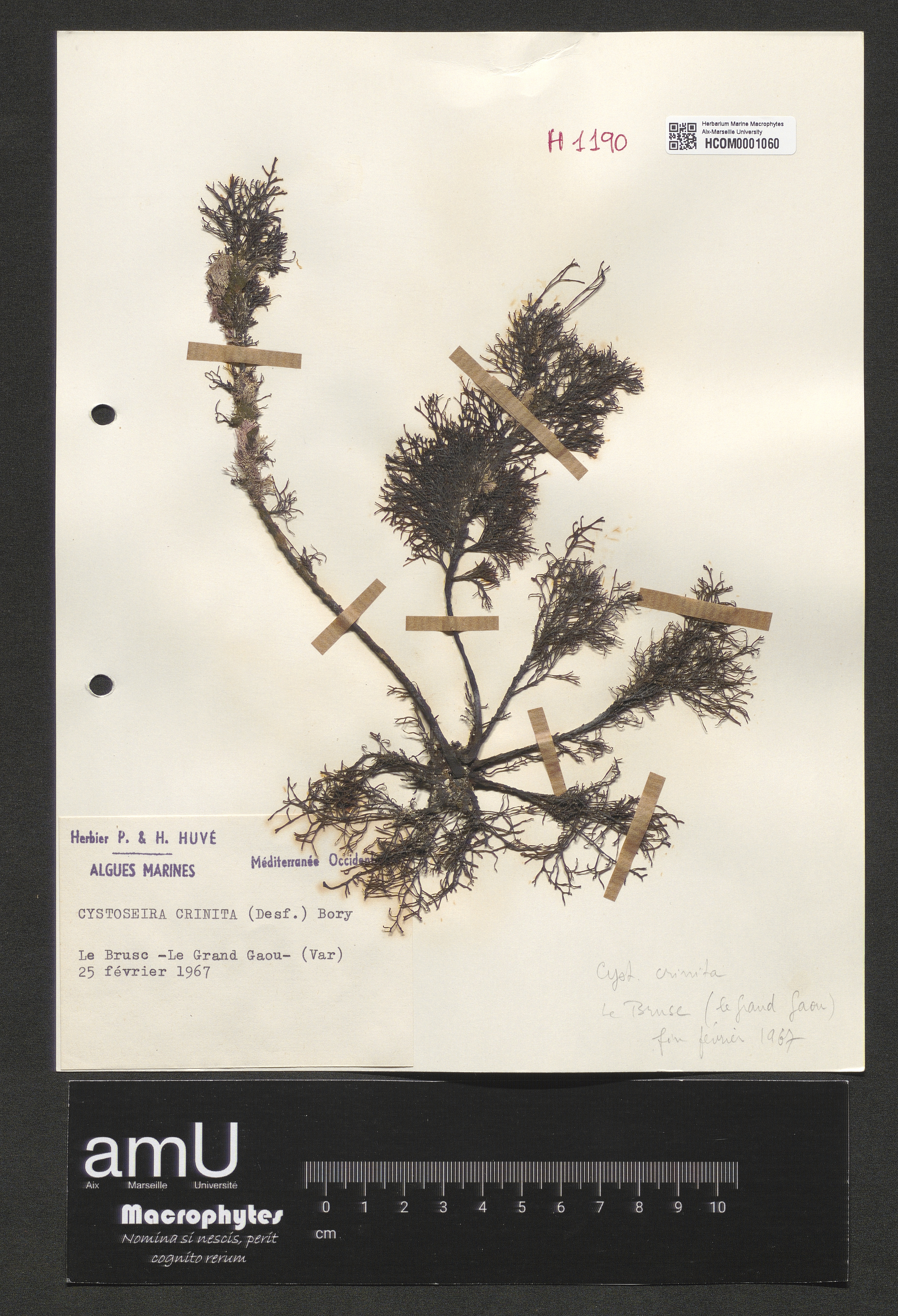 Cystoseira crinita specimen