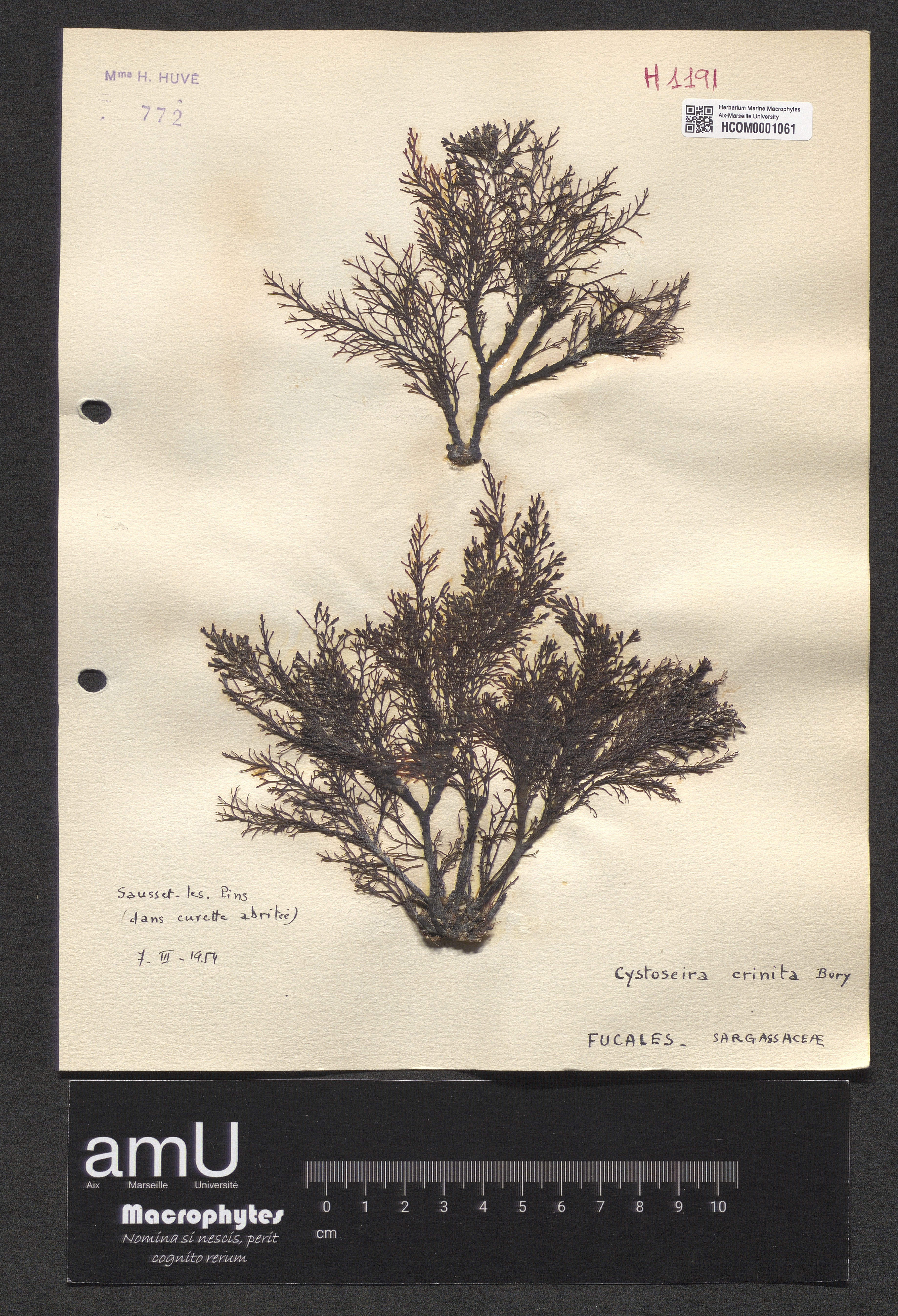Cystoseira crinita specimen