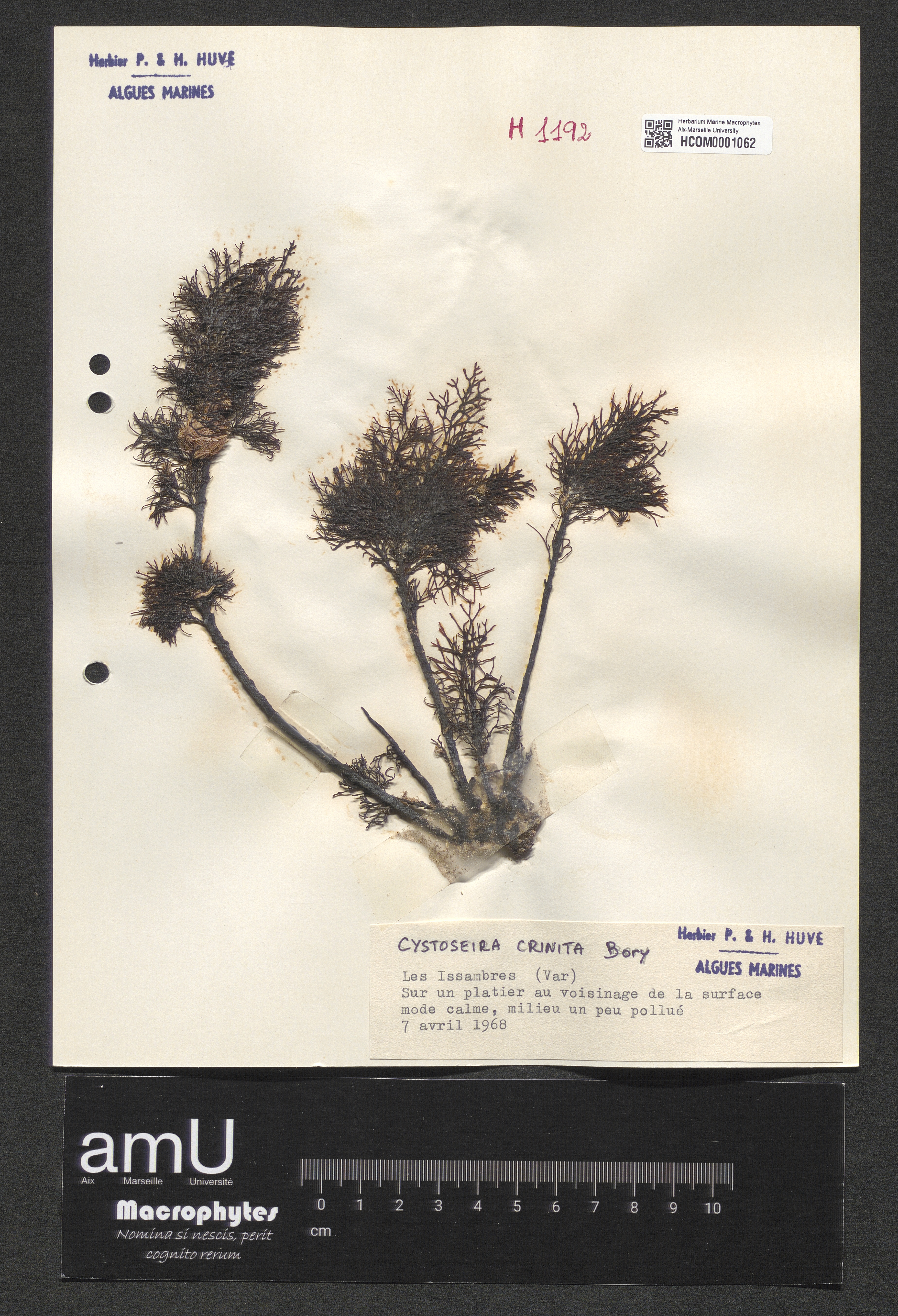 Cystoseira crinita specimen
